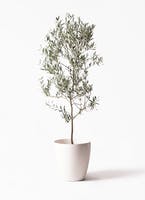 オリーブの木 1点もの（現品・現物） | 観葉植物通販HitoHana(ひとはな)