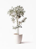 オリーブの木 1点もの（現品・現物） | 観葉植物通販HitoHana(ひとはな)