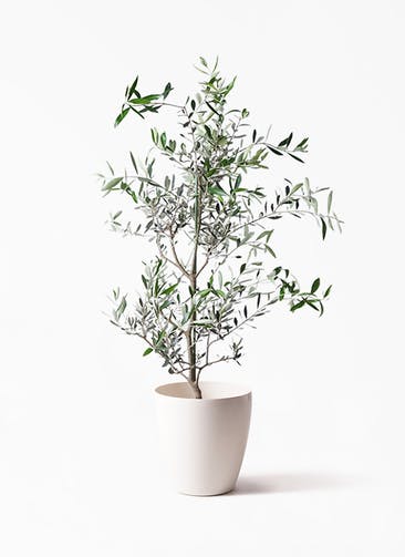 観葉植物 オリーブの木 8号 コレッジョラ ラスターポット 付き