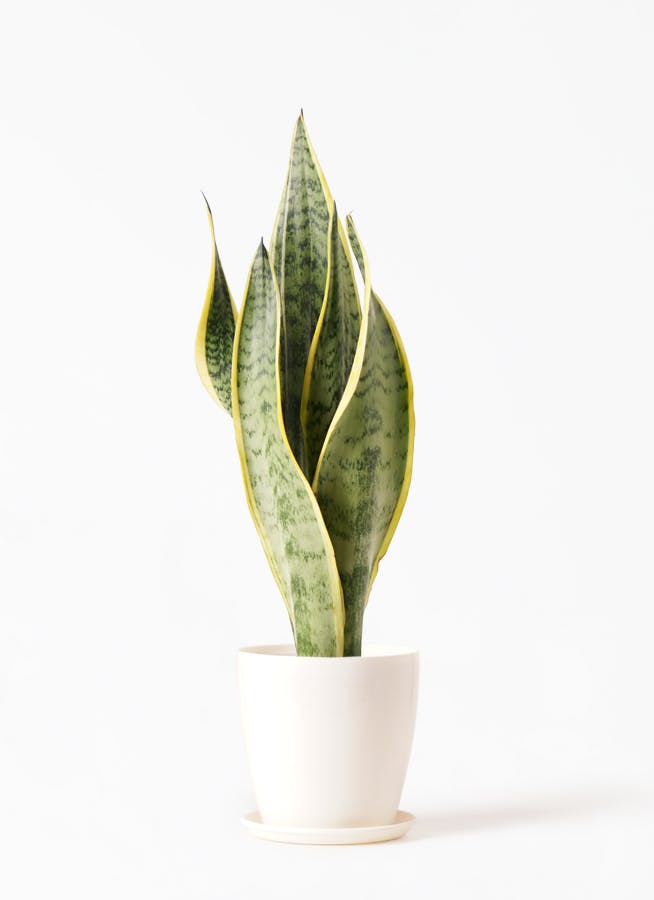 観葉植物 サンスベリア 4号 トラノオ ラスターポット 付き 観葉植物ならhitohana ひとはな 観葉植物 サンスベリア 4号 トラノオ ラスターポット 付き 観葉植物ならhitohana ひとはな