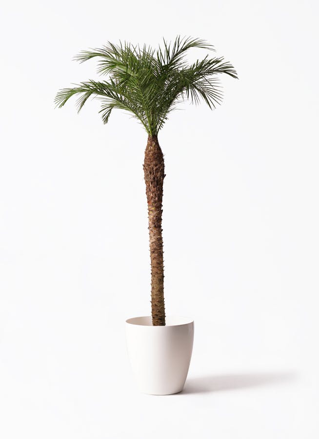 フェニックスロベレニー | 観葉植物の通販ならHitoHana（ひとはな）