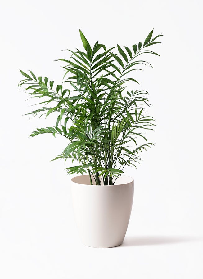 観葉植物 テーブルヤシ 7号 ラスターポット 付き | 観葉植物なら