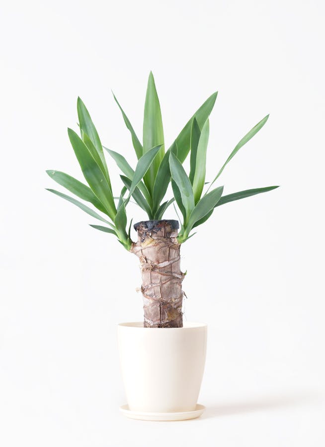 ゆっかページ ZUCCa ズッカ(9ページ)| A-net ONLINE STORE