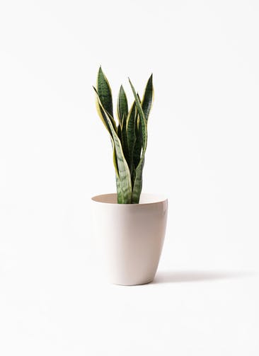 サンスベリア 観葉植物通販hitohana ひとはな サンスベリア 観葉植物通販hitohana ひとはな