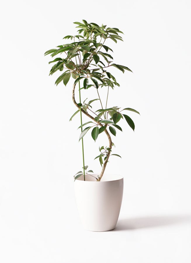 観葉植物 ツピダンサス 10号 曲り ラスターポット 付き 観葉植物ならhitohana ひとはな 観葉植物 ツピダンサス 10号 曲り ラスターポット 付き 観葉植物ならhitohana ひとはな
