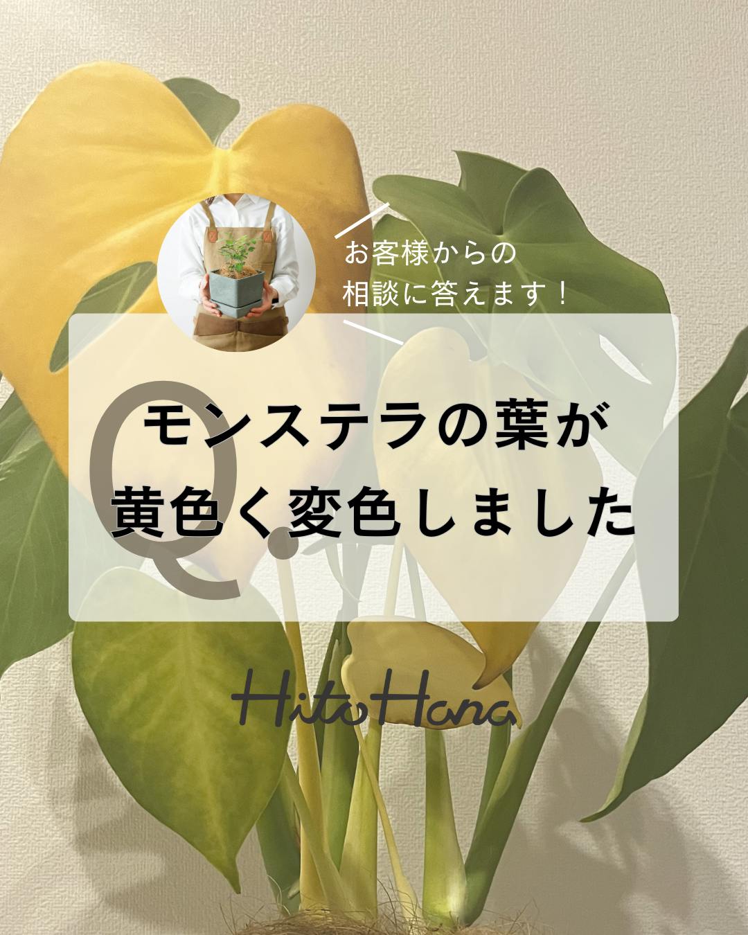 植物相談 | 観葉植物の通販ならHitoHana（ひとはな）