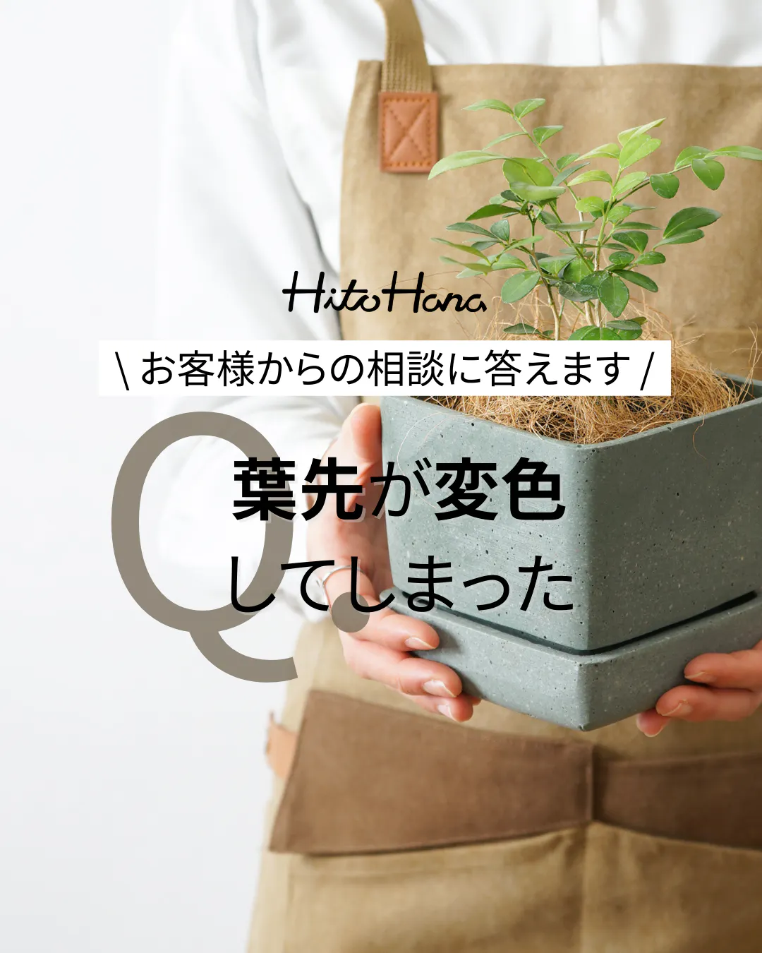 植物相談 | 観葉植物の通販ならHitoHana（ひとはな）