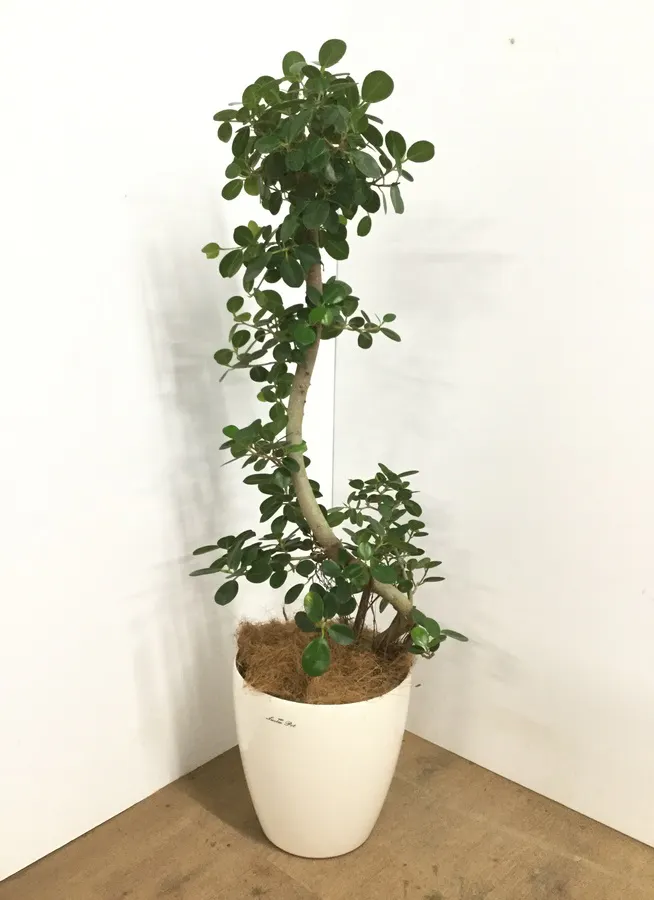 観葉植物 125cm 鉢カバー付 パンダガジュマル 8号 曲り 観葉植物ならhitohana ひとはな
