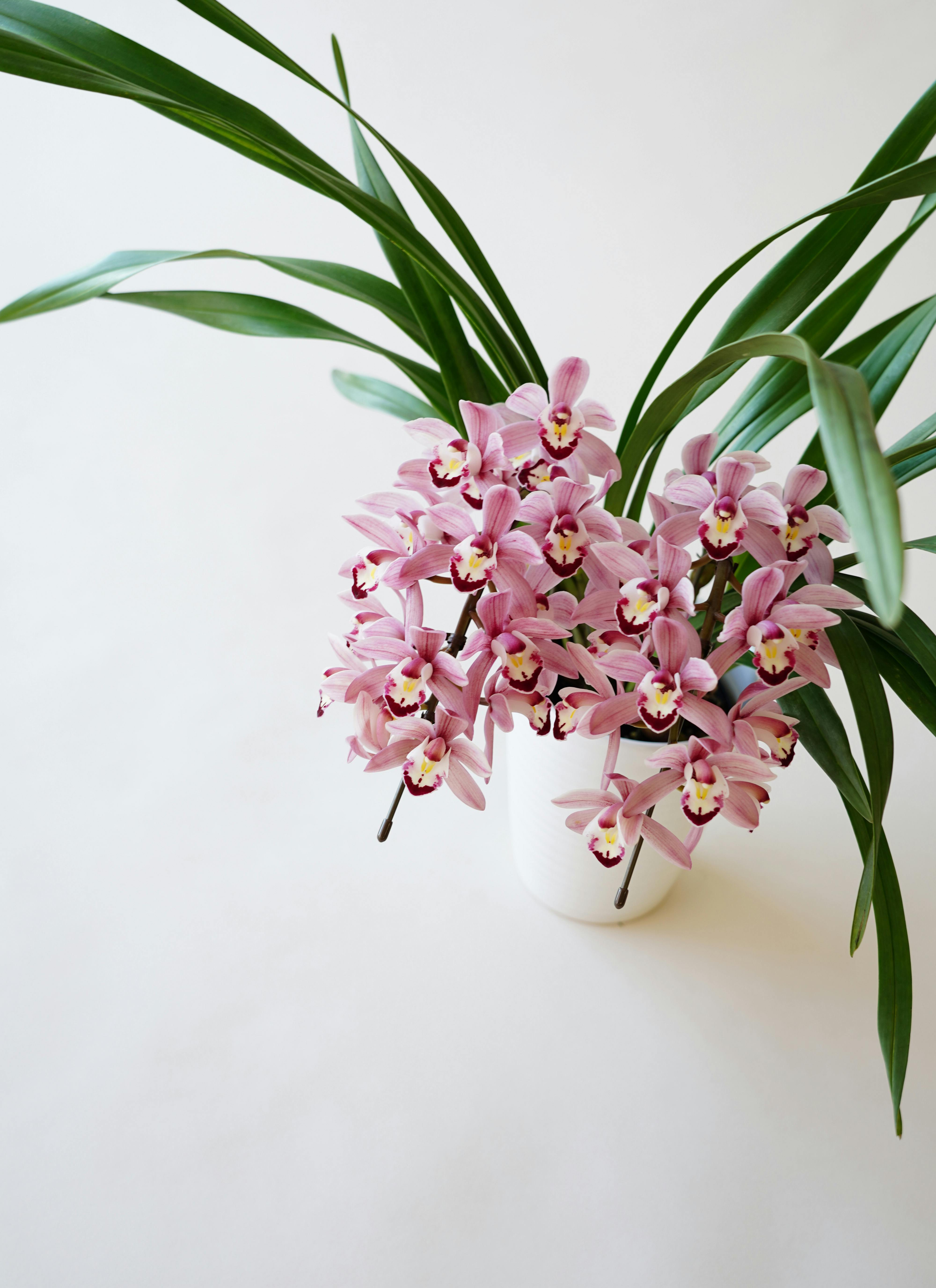 産地直送 シンビジウム ピンク 2本立ち 陶器鉢／三重 サノオーキッド