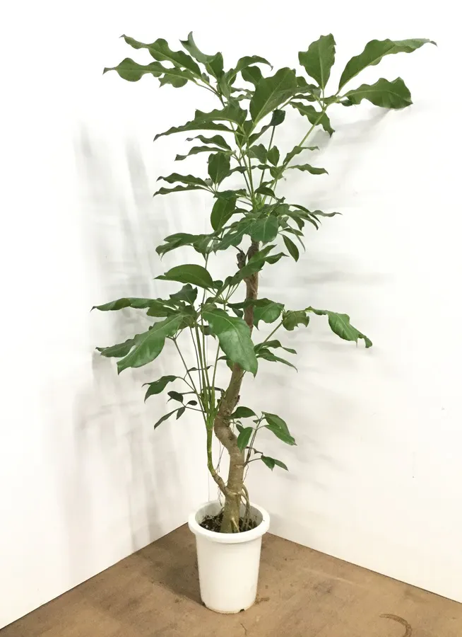 観葉植物 160cm ブラッサイア 8号 観葉植物ならhitohana ひとはな