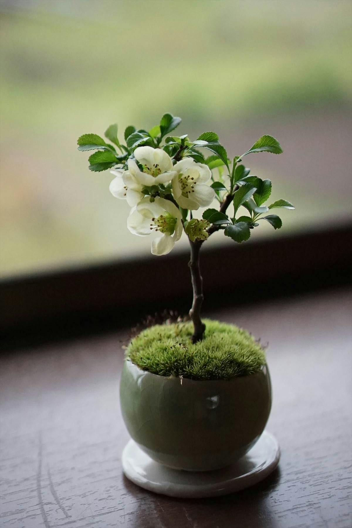 梅 盆栽 樹高70cm. 白 はやし