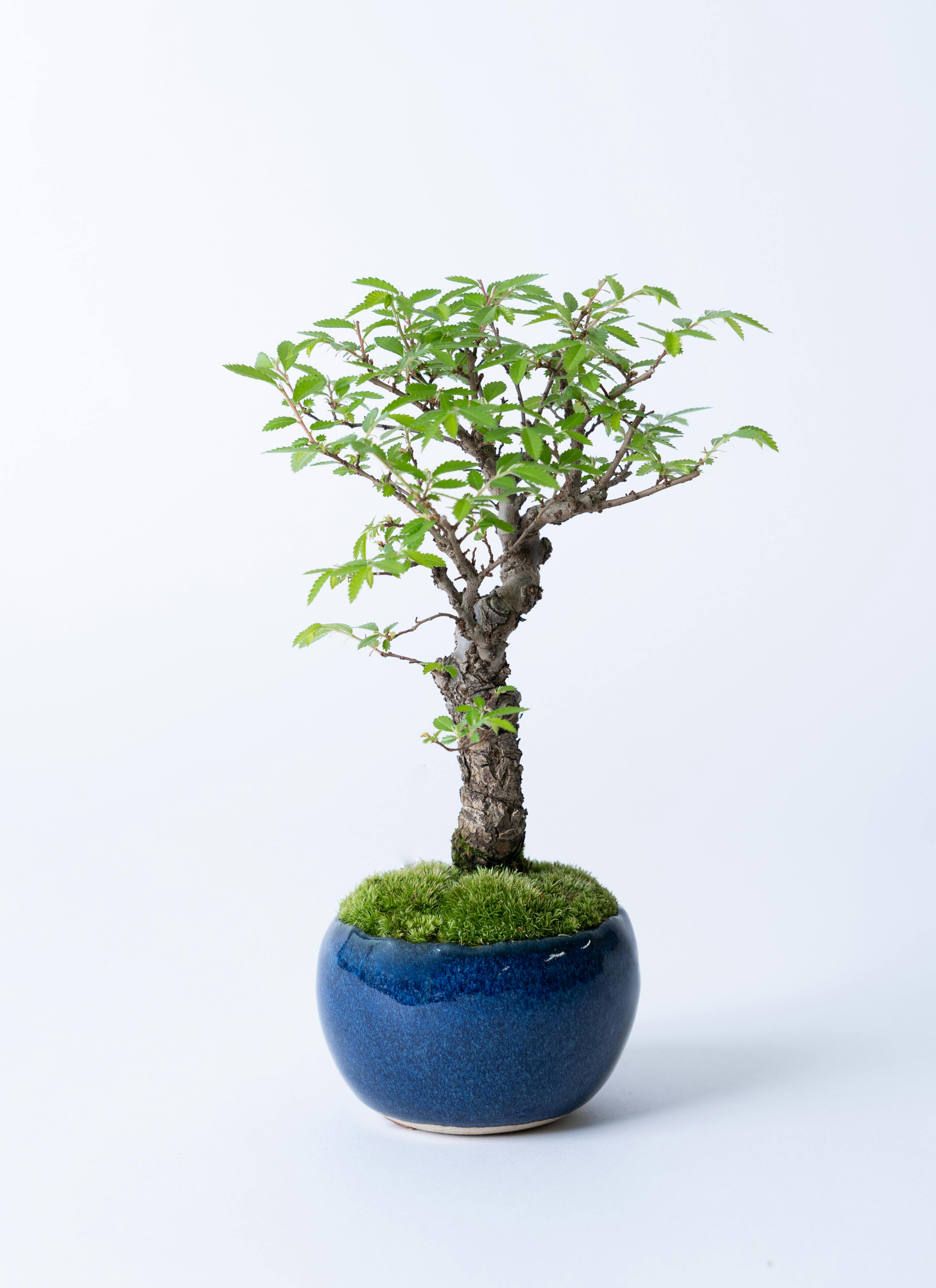 産地直送 ニレケヤキ 2Lサイズ 鉢色 藍／山形 石木花からお届け | 盆栽 