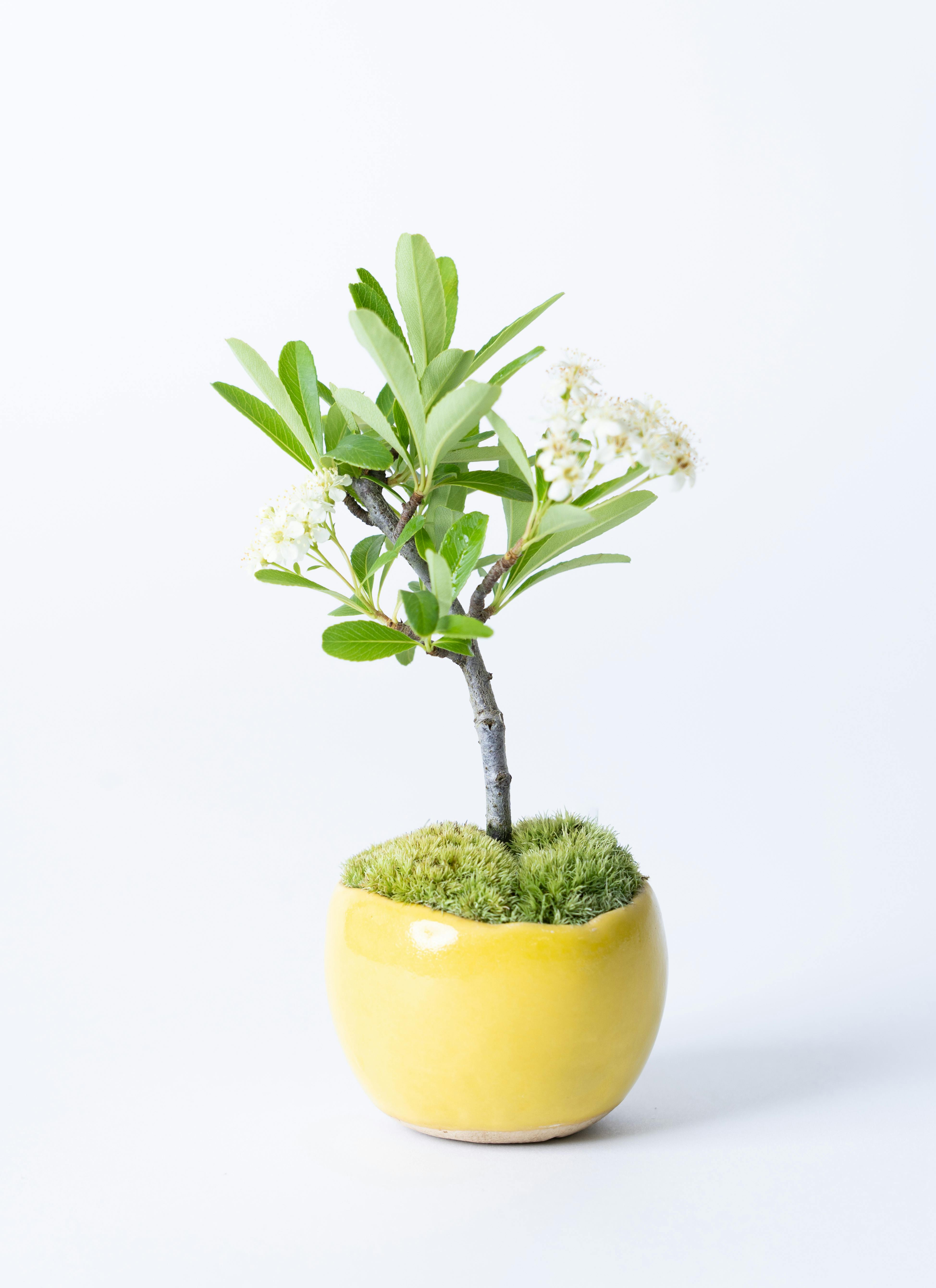 産地直送 白鳥花 Mサイズ 鉢色 檸檬／山形 石木花からお届け | 盆栽 