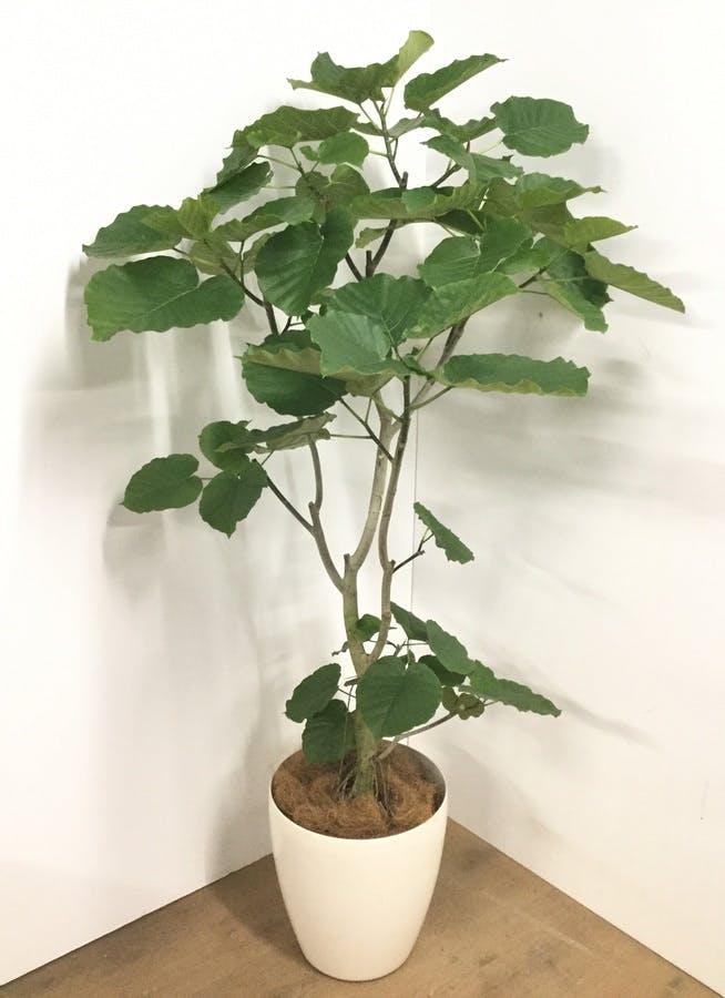 観葉植物 180cm フィカス ウンベラータ 10号 A 観葉植物ならhitohana ひとはな