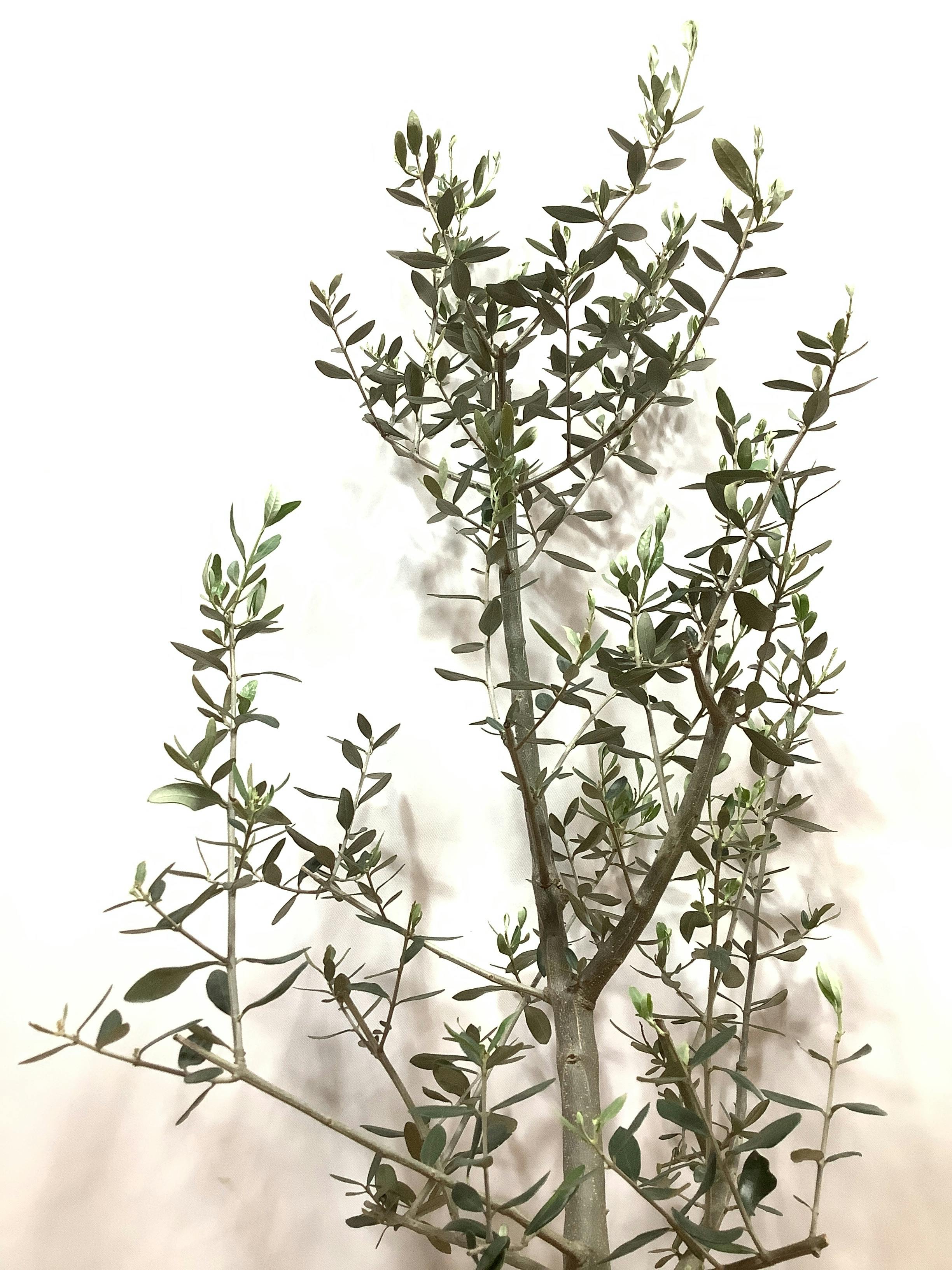 観葉植物 オリーブの木【128cm】オリーブの木 8号 ピッチョリーネ