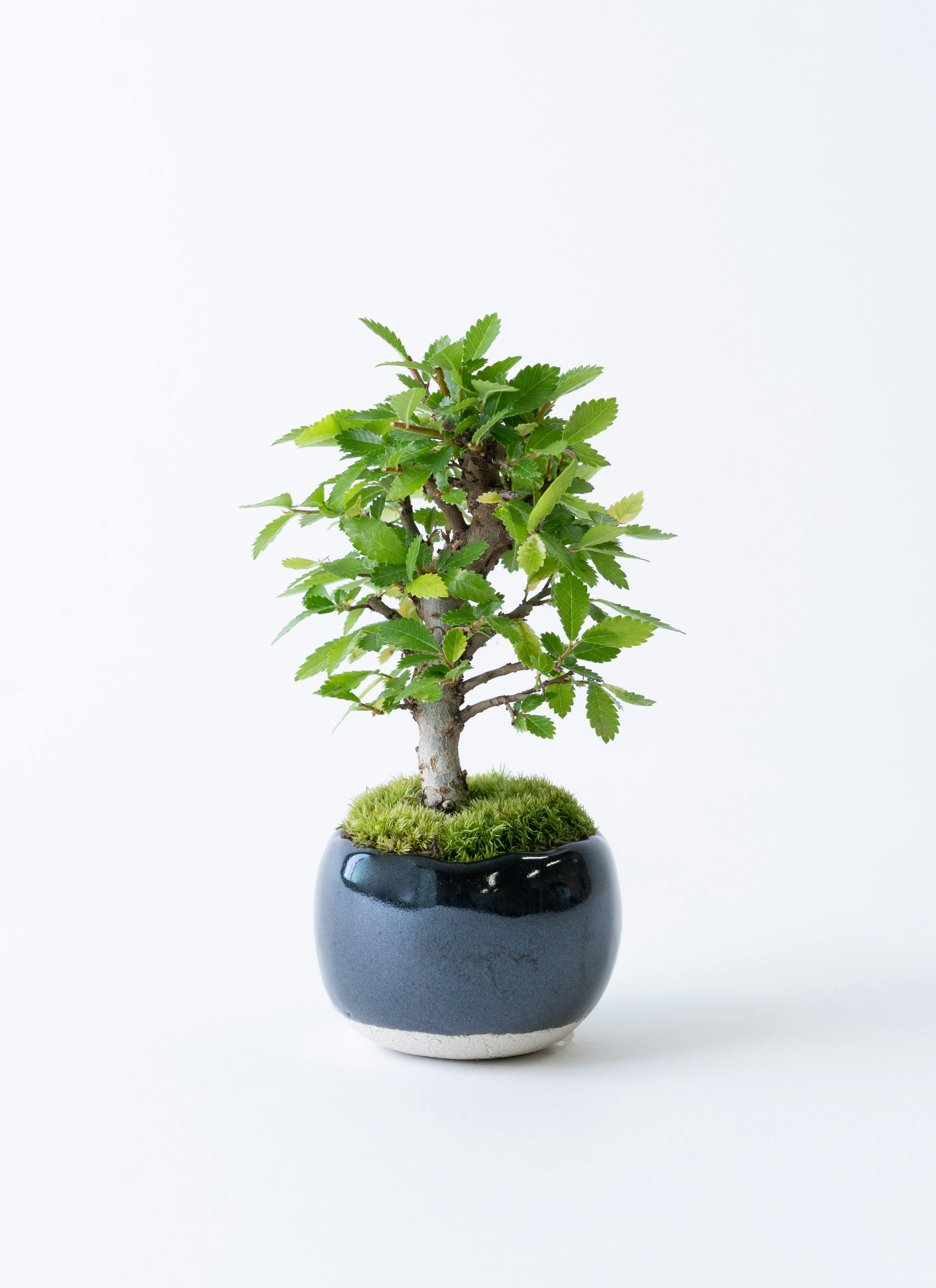 楡欅盆栽 ニレケヤキ にれけやき 盆栽 bonsai 送料無料 - 盆栽