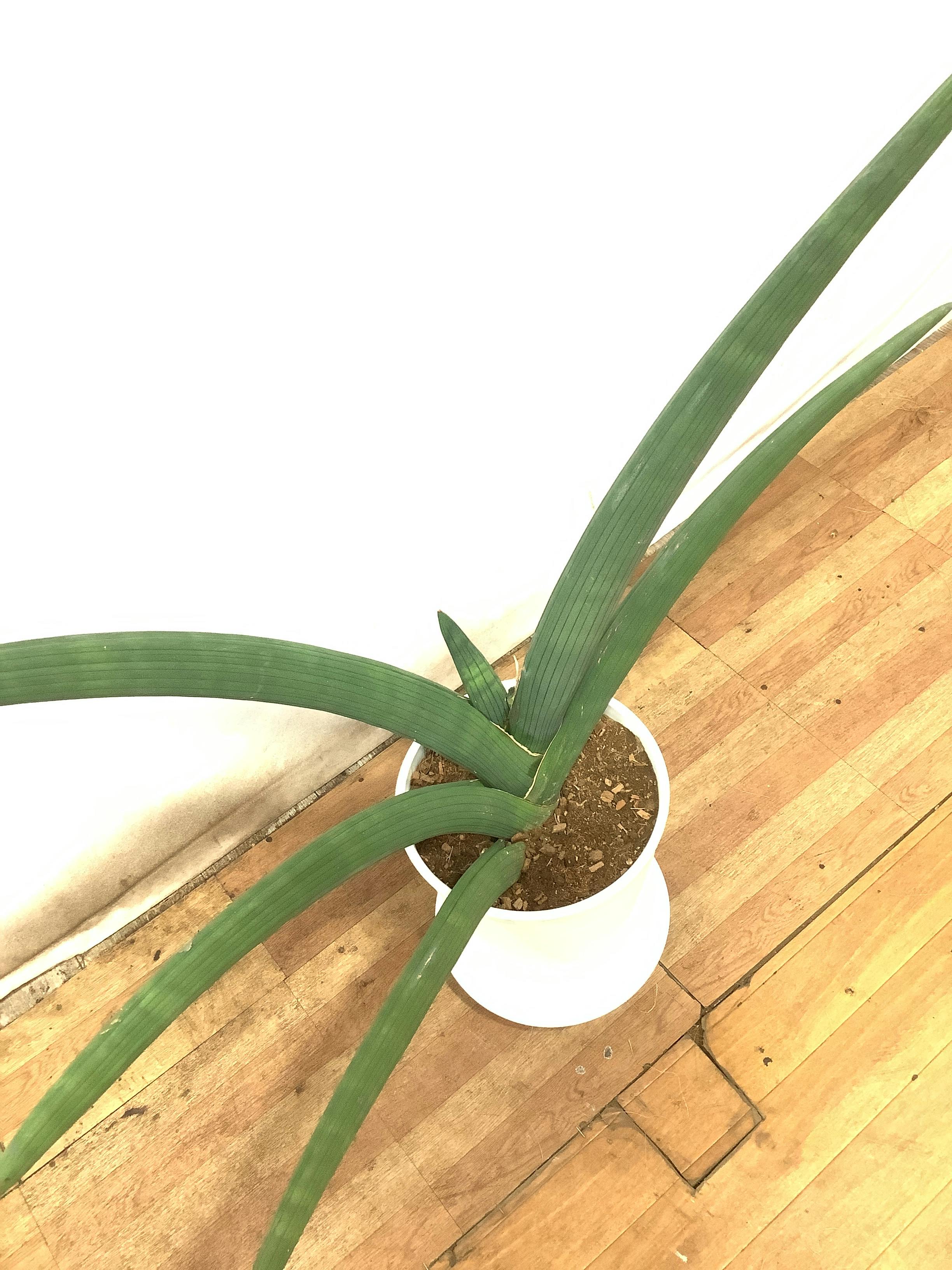 観葉植物 サンスベリア【85cm】サンスベリア 8号 スタッキー 扇形