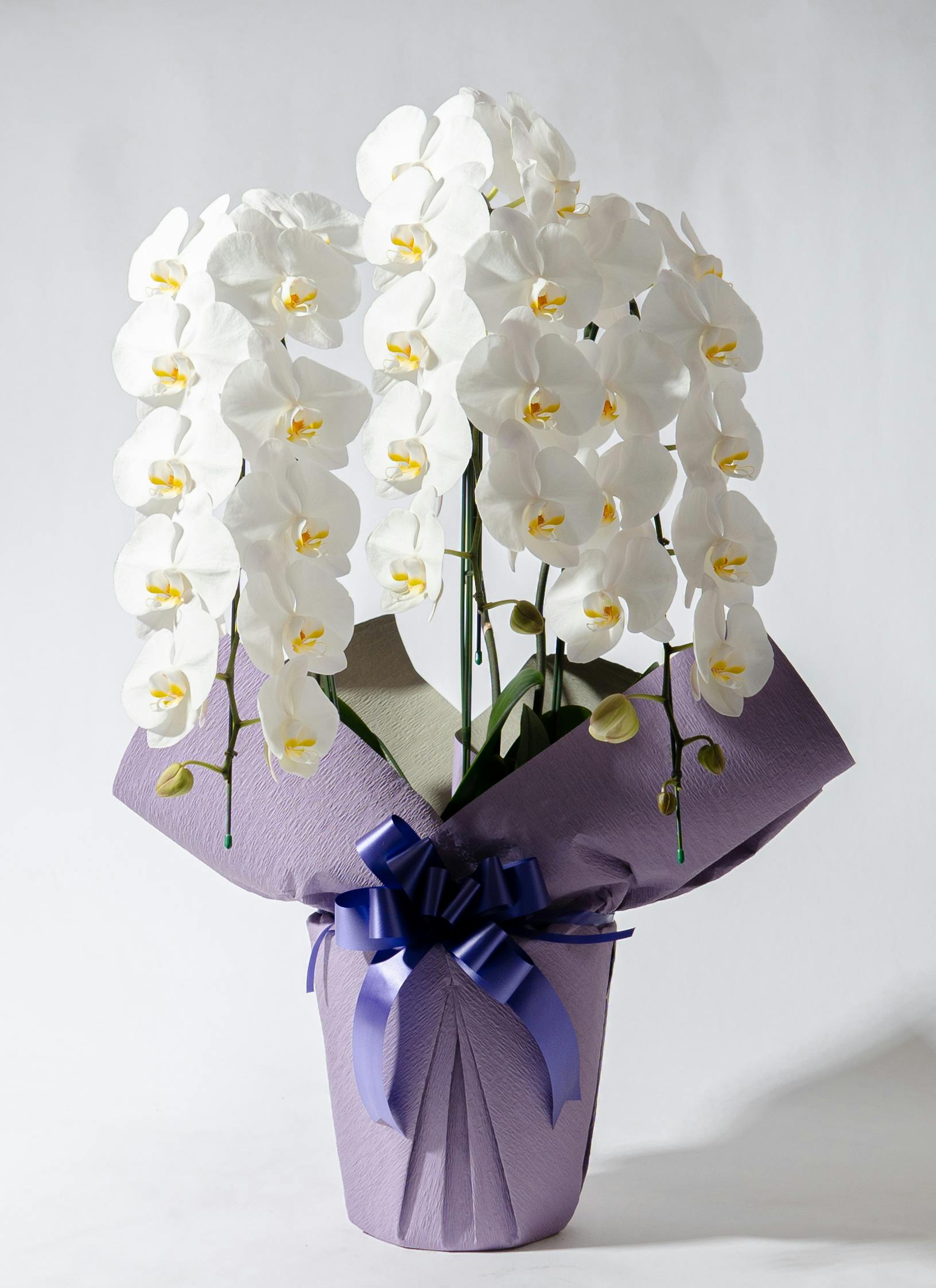 大輪胡蝶蘭 白 3本立 30～35輪 - 胡蝶蘭専門店 Lian ホワイト胡蝶蘭 3個入り 70cm