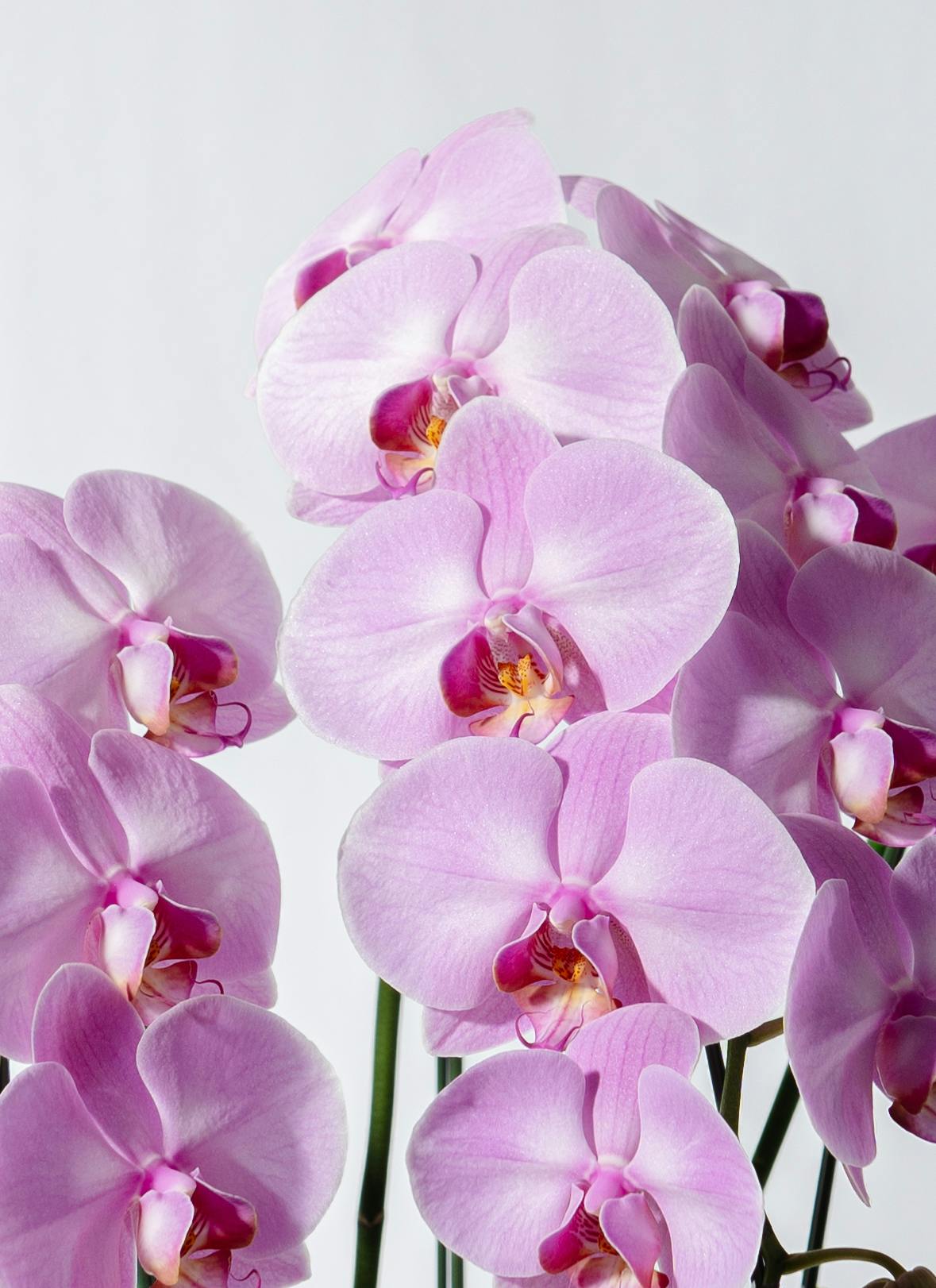 胡蝶蘭中大輪 ピンク アップルキャンディ 3本立ち | 胡蝶蘭なら