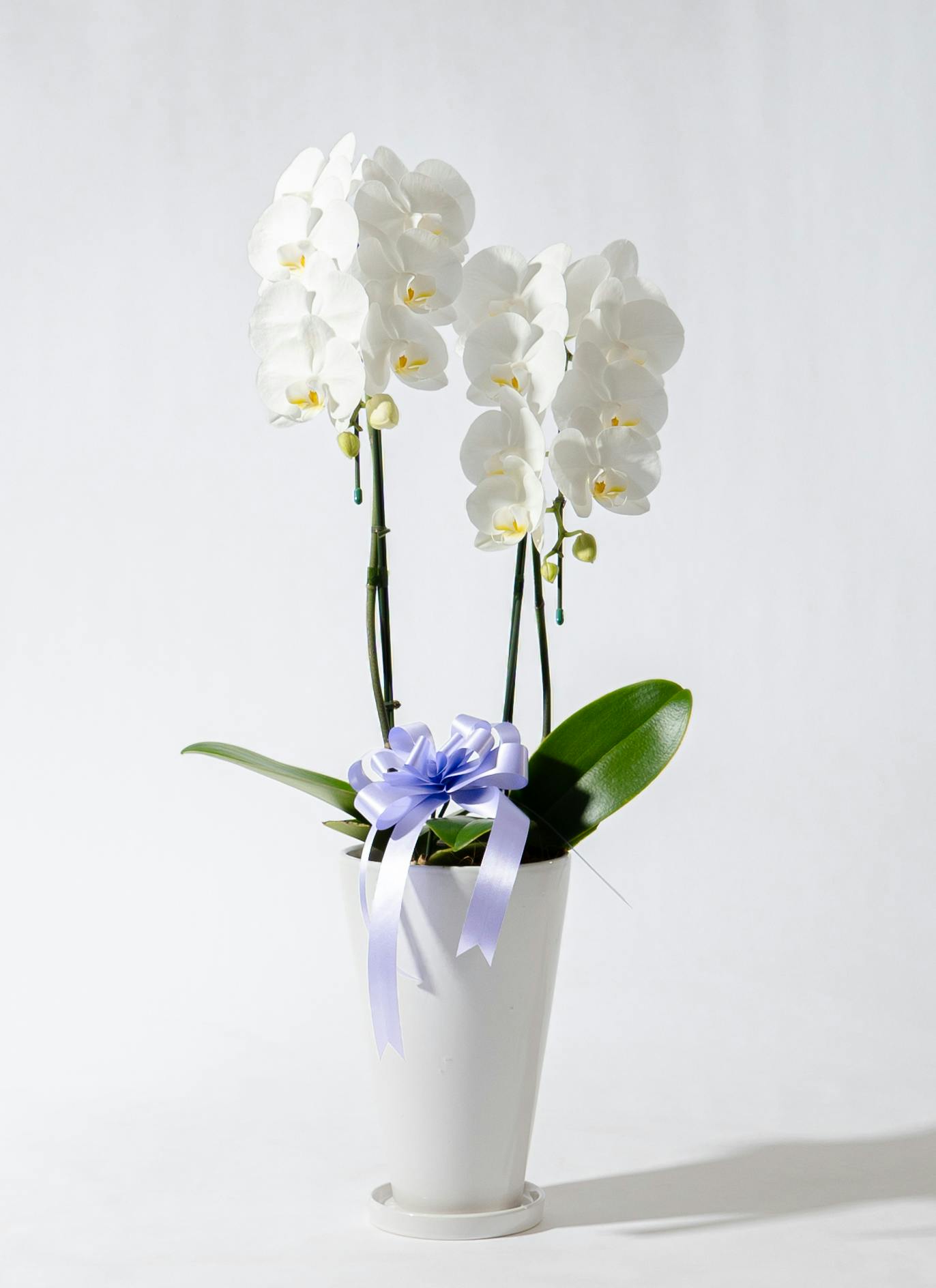 洋ラン等 一括譲渡 産地直送(産直)の洋蘭 | HitoHana（ひとはな）