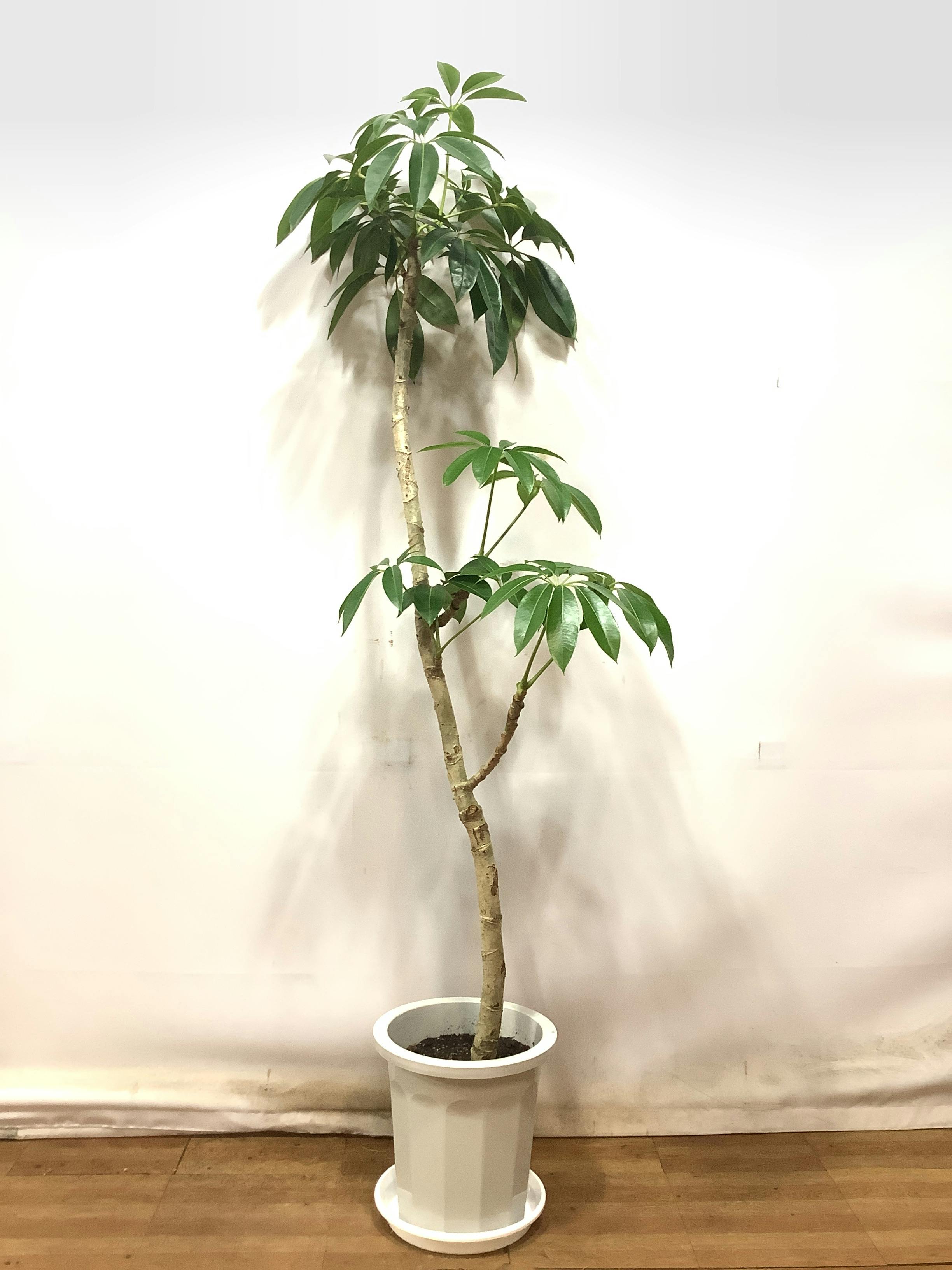 現品販売】200cm ~ 220cm 1点もの観葉植物の通販 | HitoHana（ひとはな）