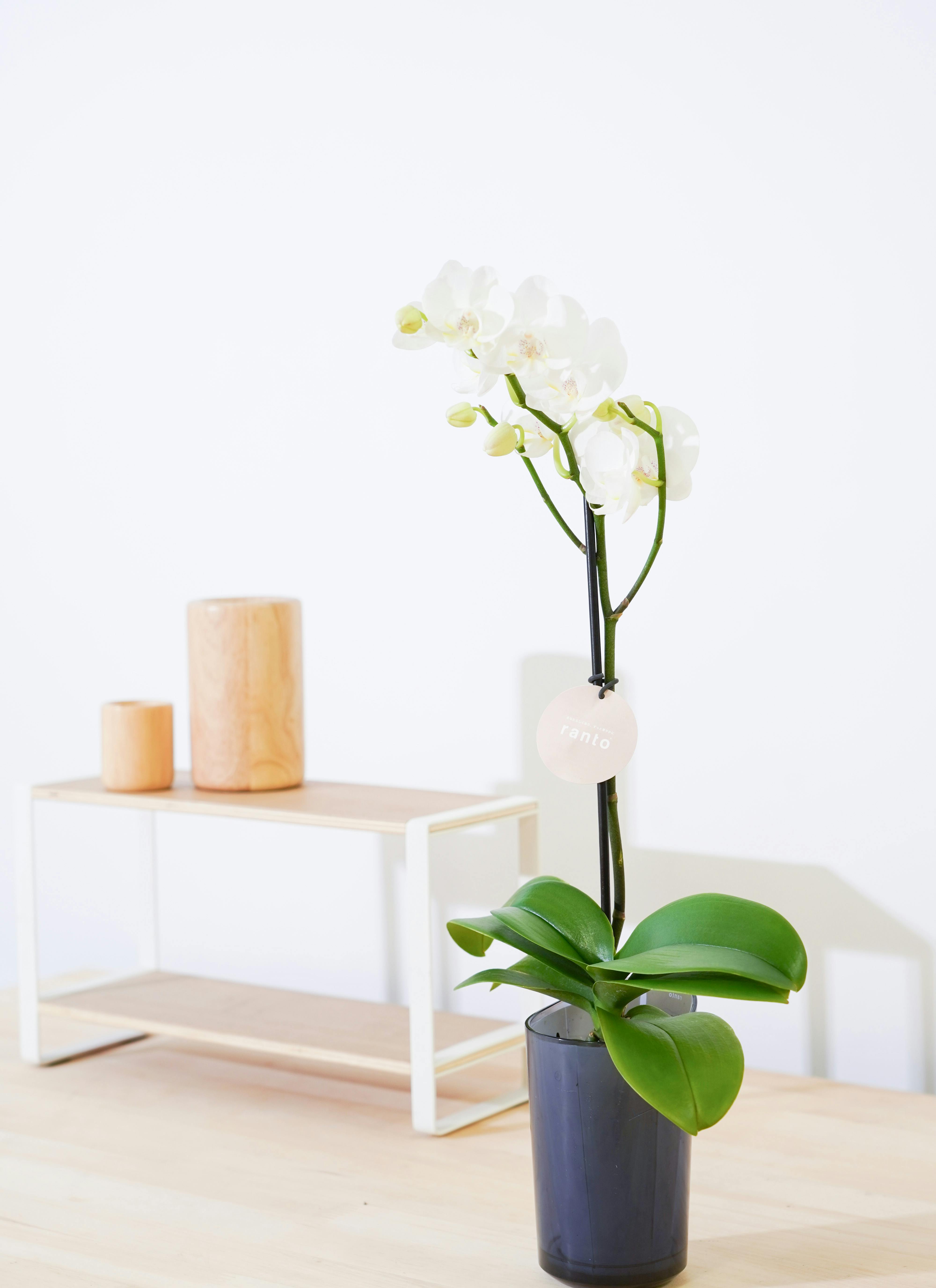 胡蝶蘭様 ミニ胡蝶蘭 ranto ホワイト Mサイズ × ブルー鉢 | 胡蝶蘭ならHitoHana