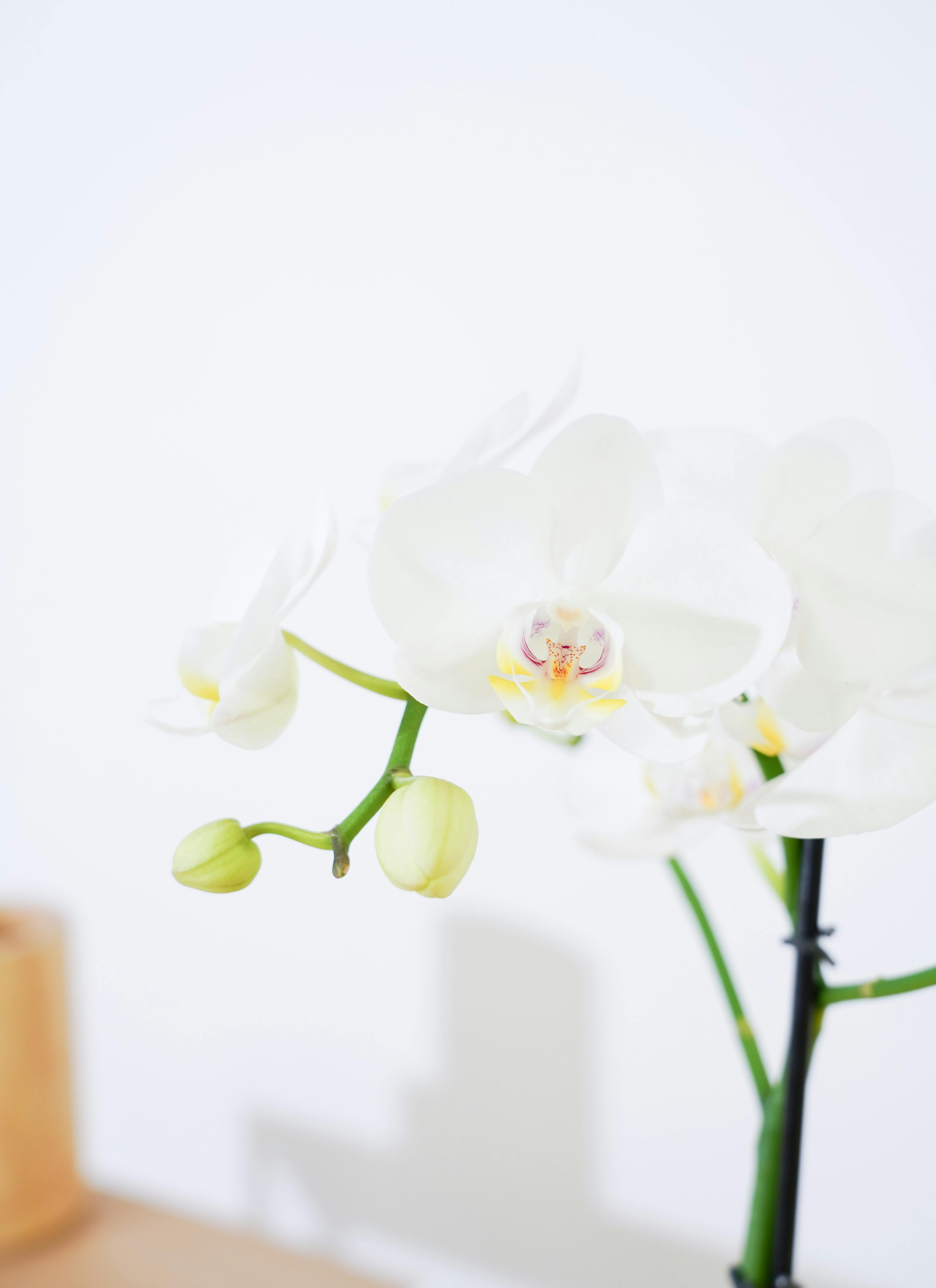 ミニ胡蝶蘭 ranto ホワイト Lサイズ × ブルー鉢 | 胡蝶蘭ならHitoHana