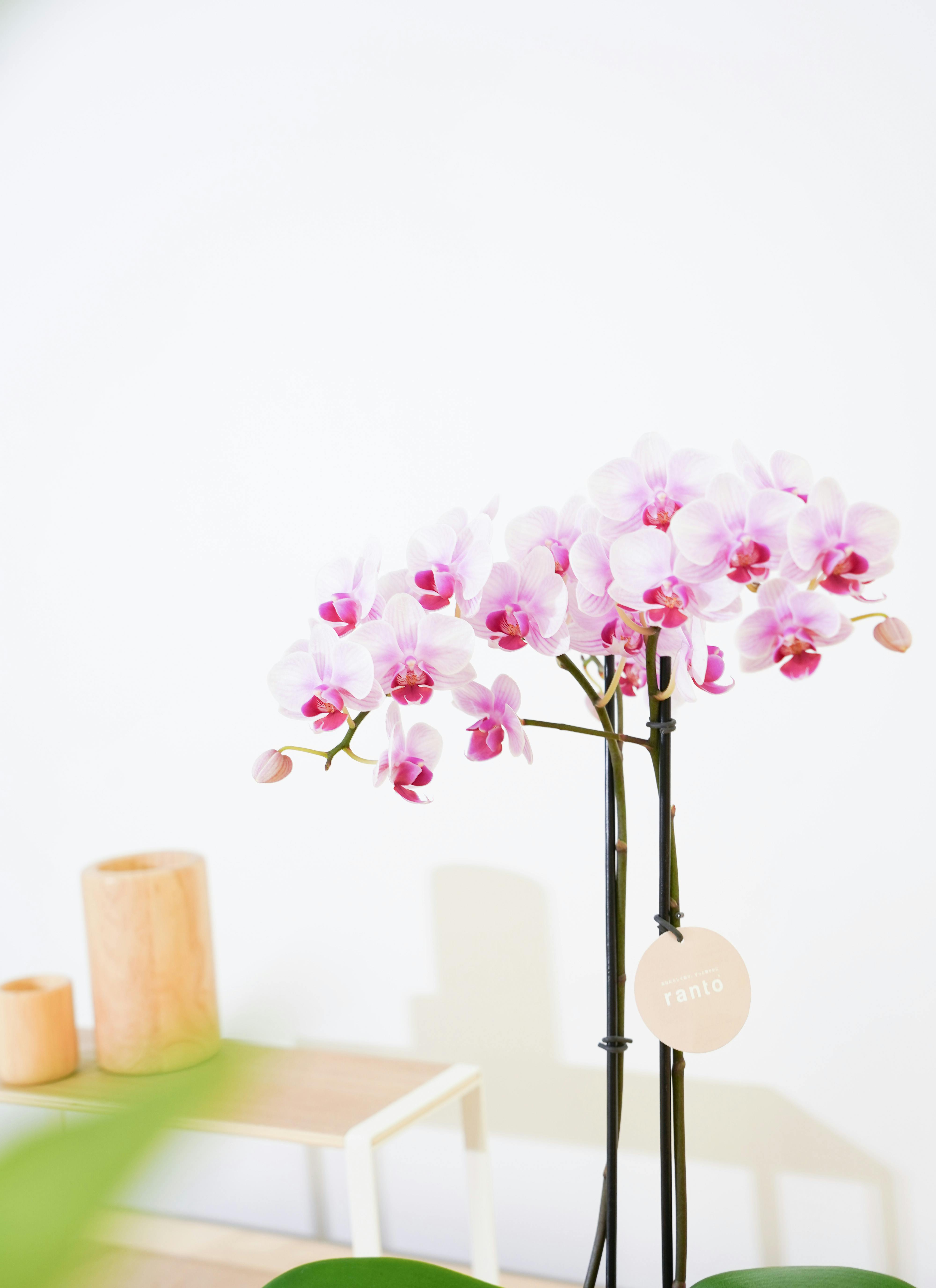 ranto です ranto Sサイズ 1本立ち – monceau-fleurs-japan