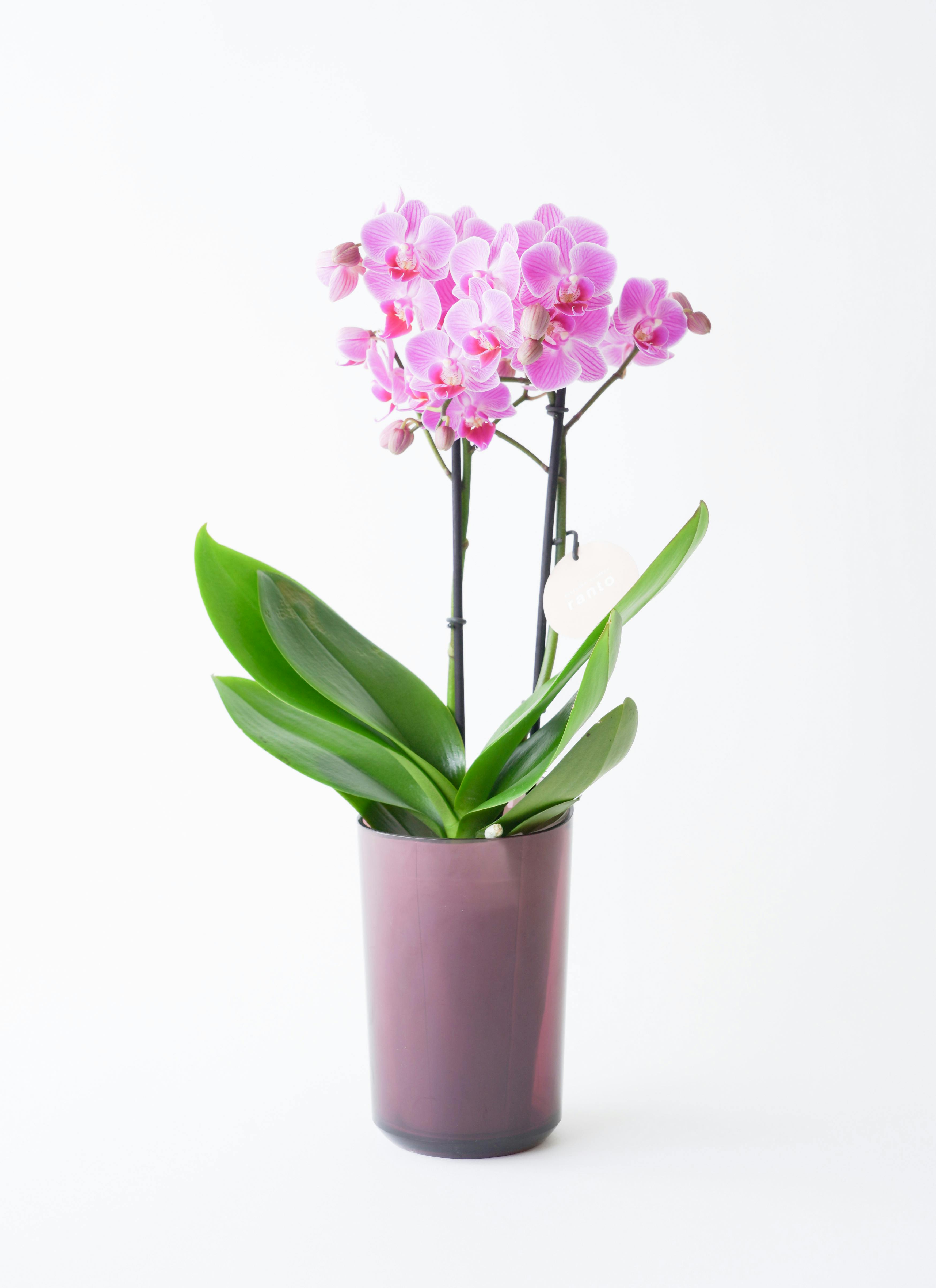 ミニ胡蝶蘭 ranto ディープピンク Lサイズ × レッド鉢 | 胡蝶蘭なら