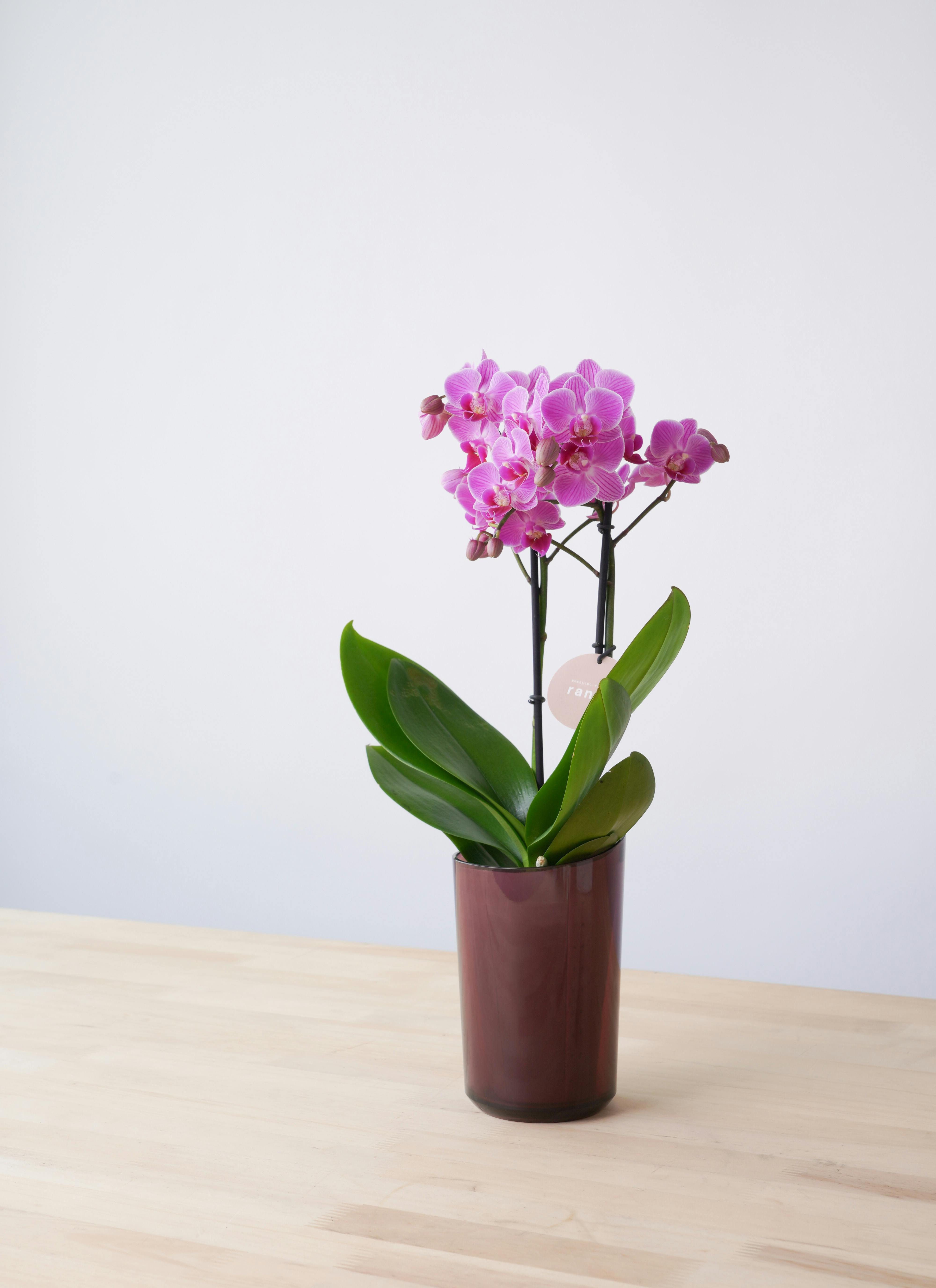 ミニ胡蝶蘭 ranto ディープピンク Lサイズ × レッド鉢 | 胡蝶蘭なら