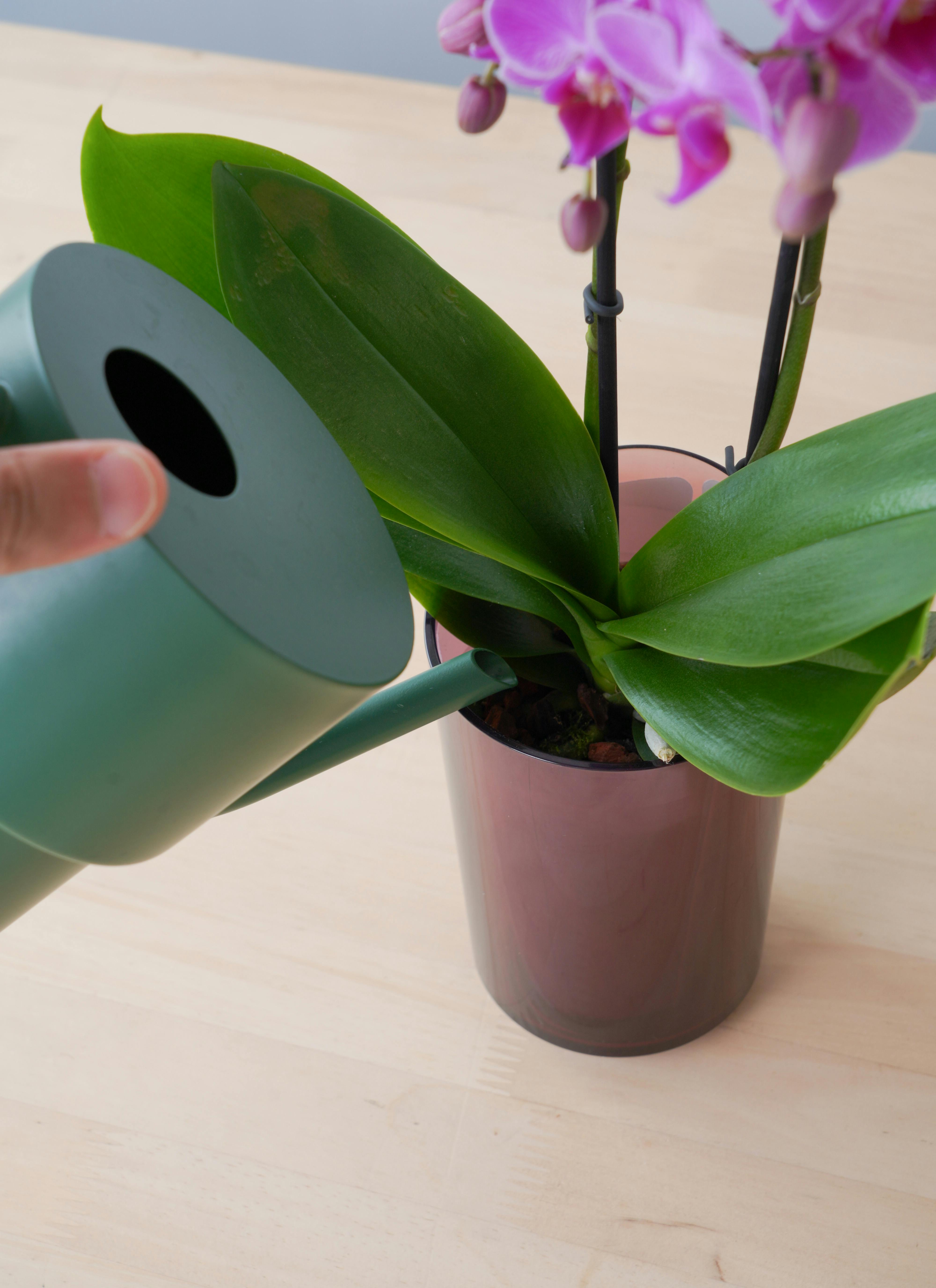 ミニ胡蝶蘭 ranto ディープピンク Sサイズ × レッド鉢 | 胡蝶蘭