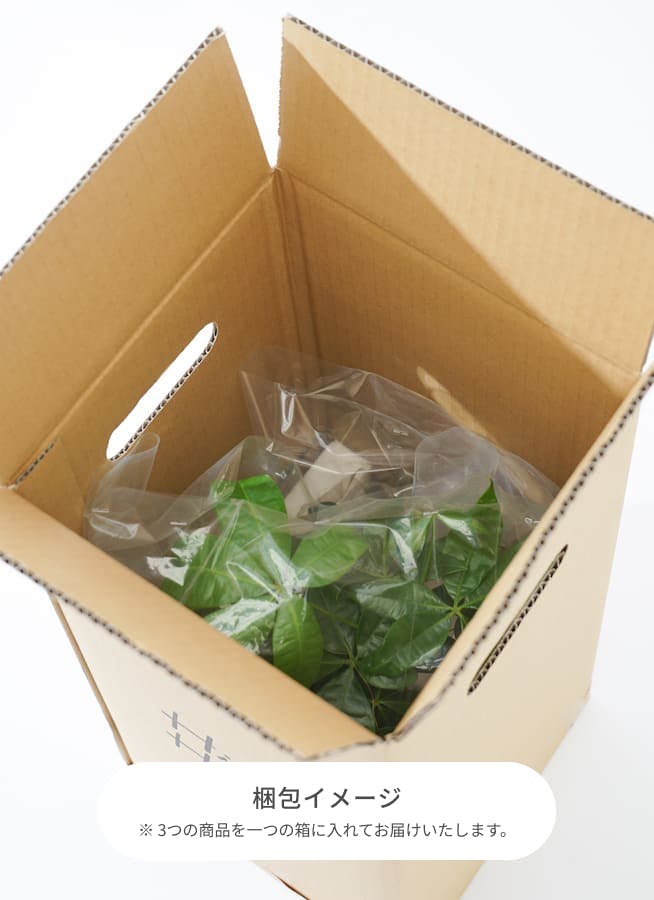 観葉植物 初心者にもおすすめお試し3点セット(パキラ 4号 観葉植物 初心者にもおすすめお試し3点セット(パキラ 4号