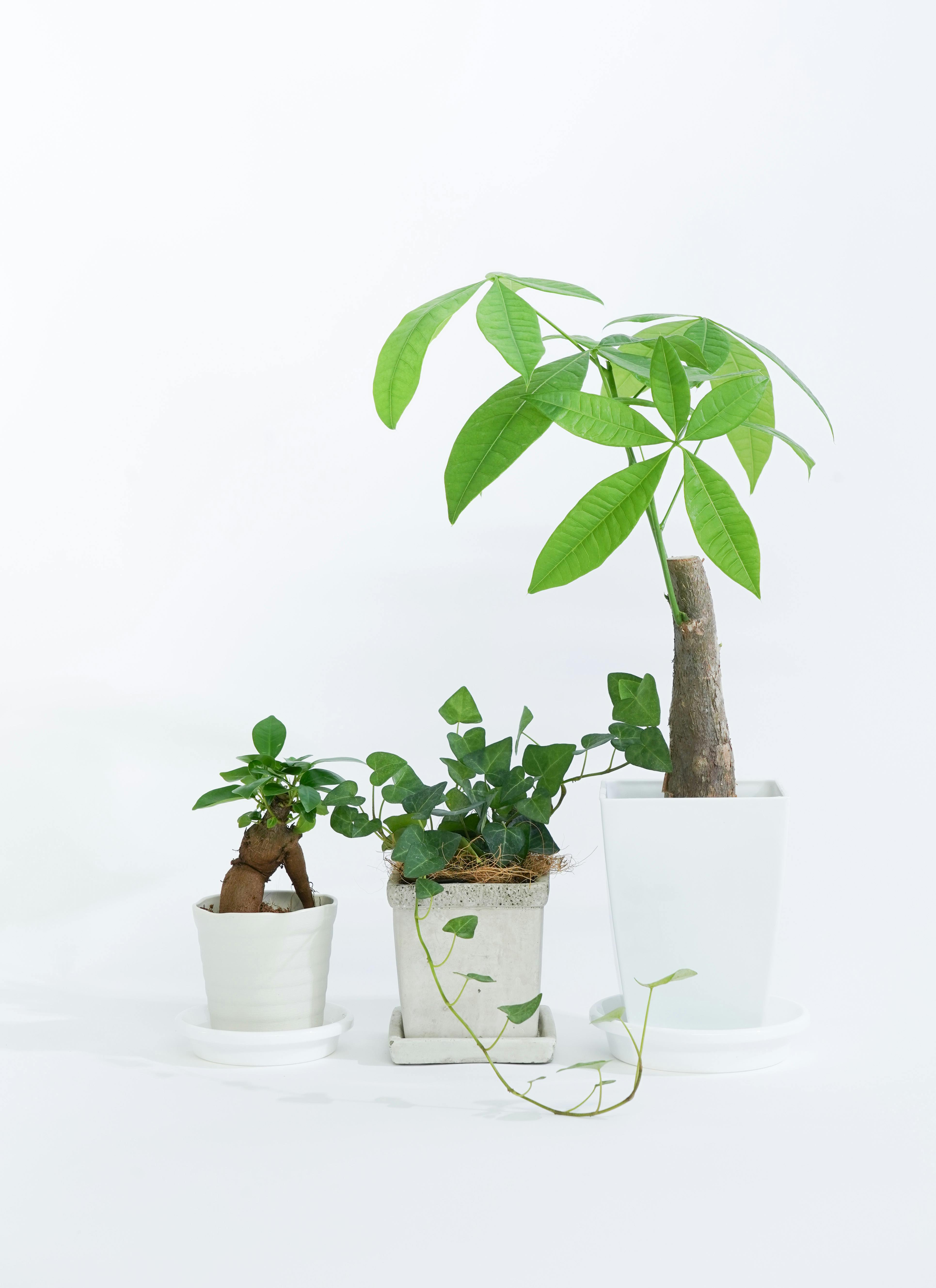 3号サイズの観葉植物 | 通販専門店 HitoHana（ひとはな）