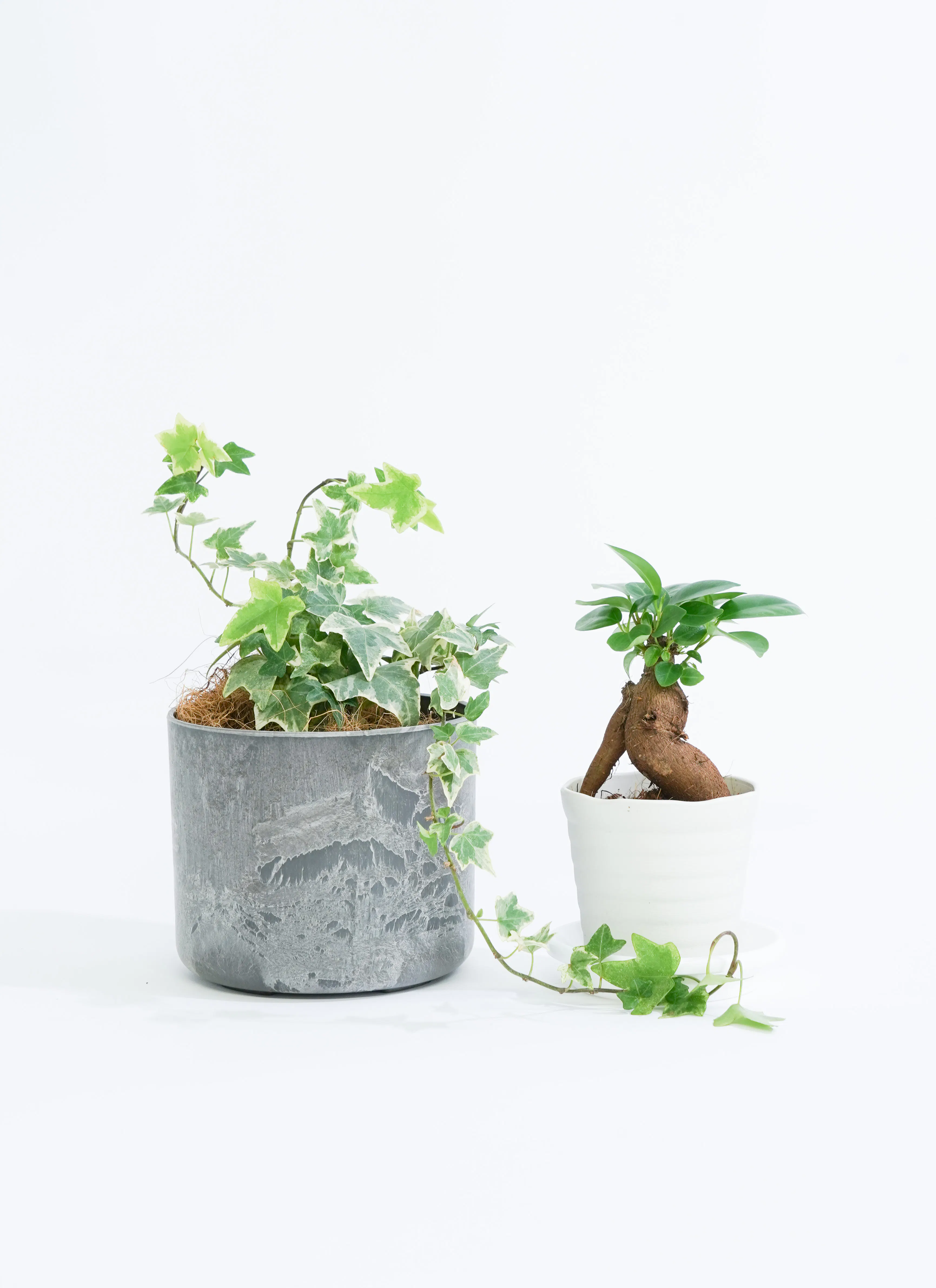 敬老の日に贈る観葉植物 | お花と観葉植物のギフト - HitoHana