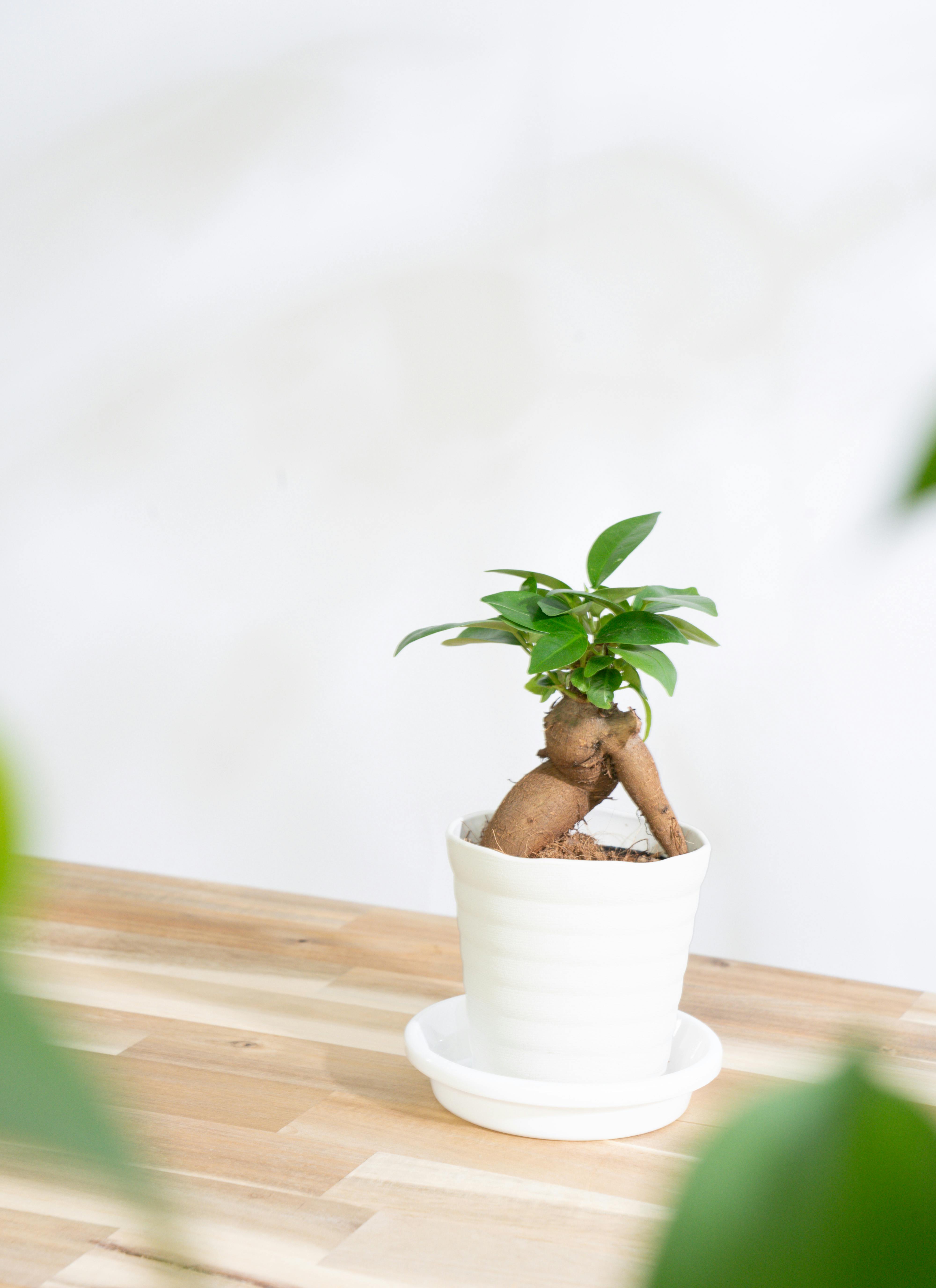 インテリアにも映える！初心者にぴったりの観葉植物3点セットC１ インテリアにも映える！初心者にぴったりの観葉植物3点セットC1