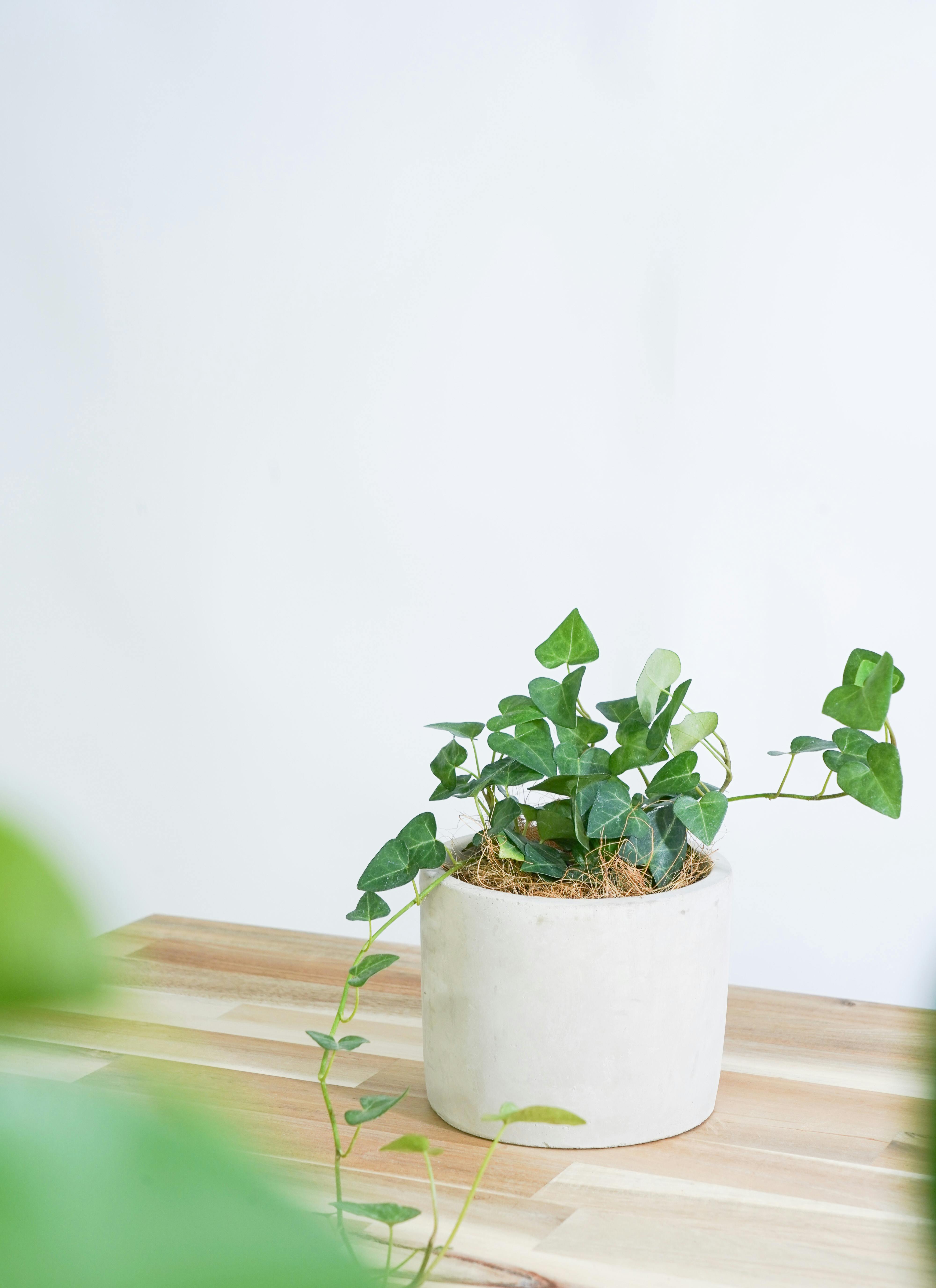 観葉植物 初心者にもおすすめお試し3点セット（パキラ 4号・ガジュマル