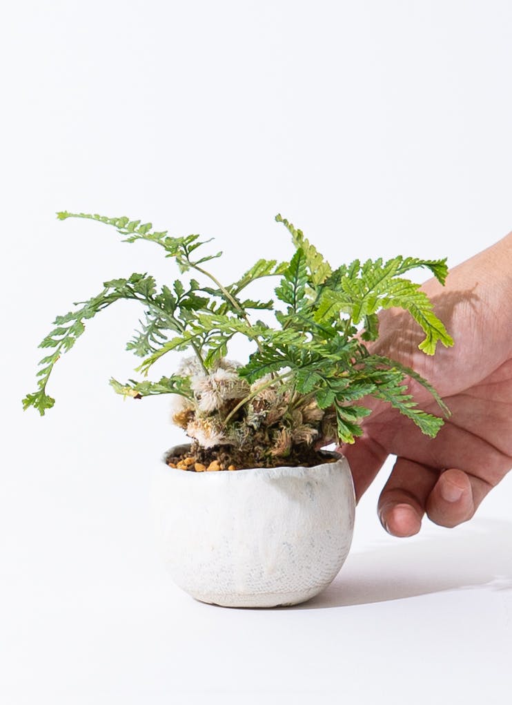 観葉植物 リュウビンタイ シダ植物 テーブルサイズ 001041 - 花・観葉植物