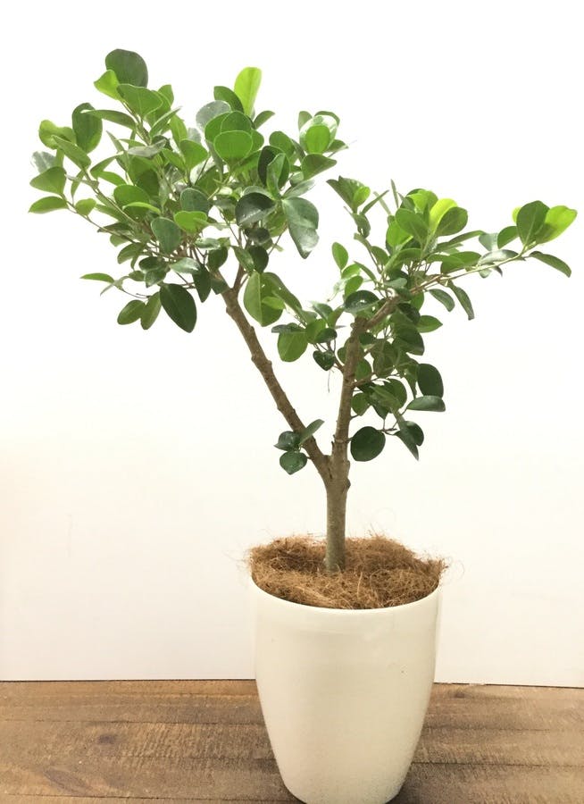 観葉植物 80cm パンダガジュマル 6号 観葉植物ならhitohana ひとはな 観葉植物 80cm パンダガジュマル 6号 観葉植物ならhitohana ひとはな