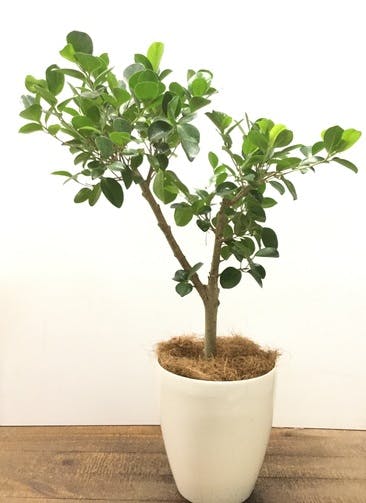 観葉植物 【80cm】パンダガジュマル 6号 #22914