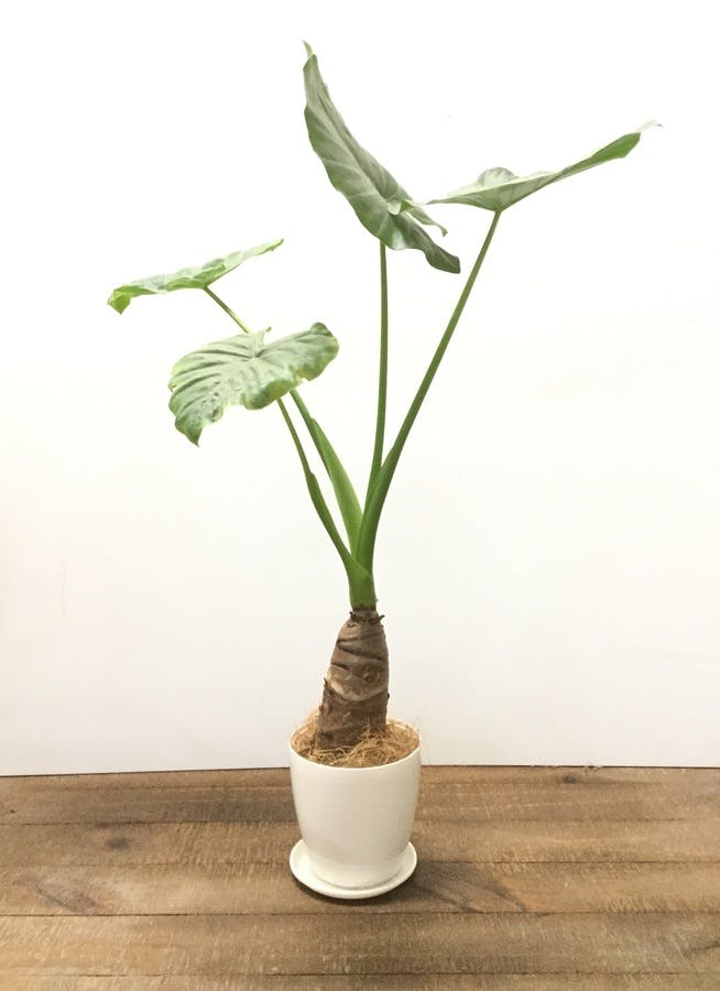 観葉植物 70cm クワズイモ 4号 観葉植物ならhitohana ひとはな 観葉植物 70cm クワズイモ 4号 観葉植物ならhitohana ひとはな