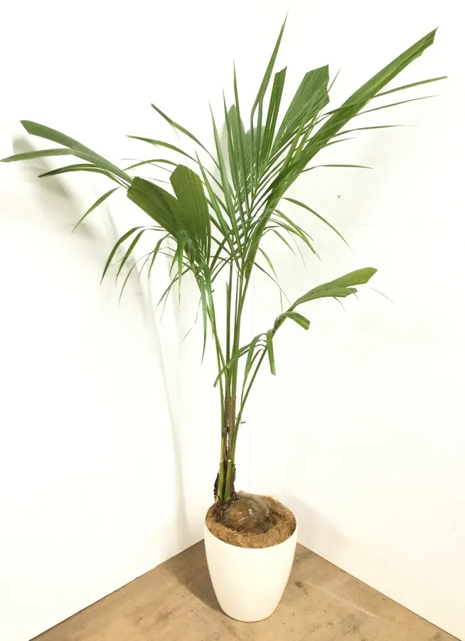 観葉植物 160cm ココヤシ 8号 観葉植物ならhitohana ひとはな