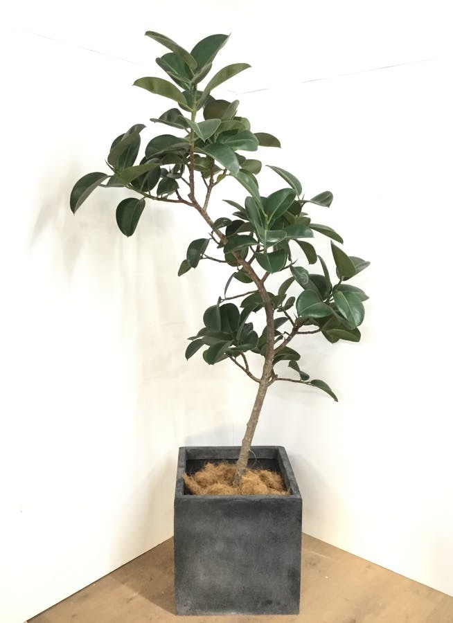 観葉植物 1都3県 限定配送 2cm オリジナル鉢カバー付 フィカス エラスティカ ソフィア 12号 観葉植物ならhitohana ひとはな 観葉植物 1都3県 限定配送 2cm オリジナル鉢カバー付 フィカス エラスティカ ソフィア 12号 観葉植物ならhitohana ひとはな