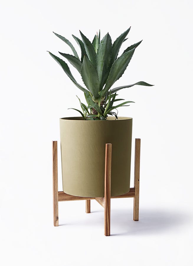 アガベ 8号 | 観葉植物 | インテリアやギフトに - Hitohana（ひとはな）