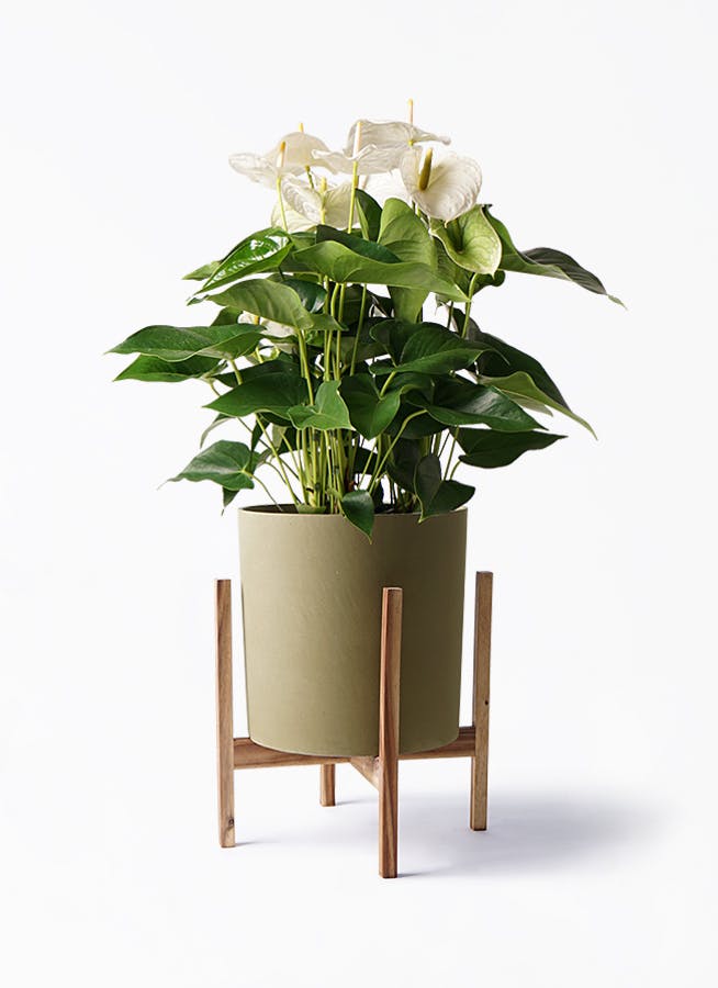 アンスリウム 8号 | 観葉植物 | 送料無料でお届け - Hitohana（ひとはな）