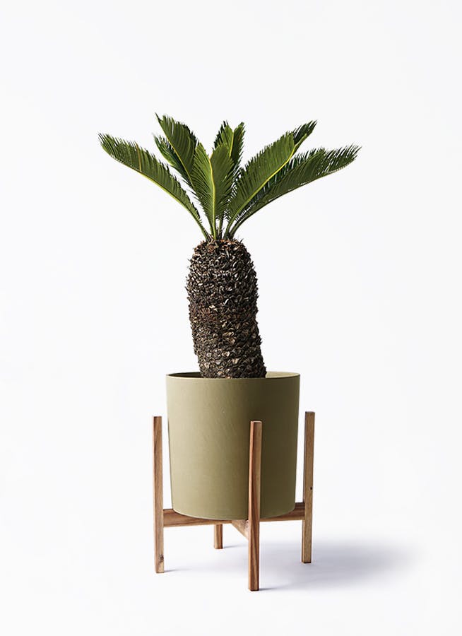 ソテツ 8号 | 観葉植物 | インテリアやギフトに - Hitohana