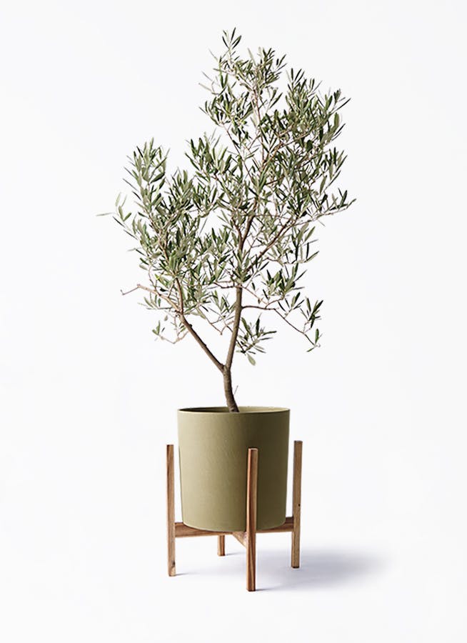 オリーブの木　デルモロッコ オリーブの木 デルモロッコ | 観葉植物通販HitoHana(ひとはな)