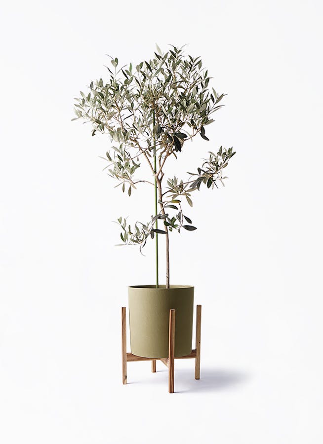 オリーブの木　Ｉ－77 園芸ネット本店｜オリーブ：アイセブンセブン(I-77) 8号鉢植え* の通販