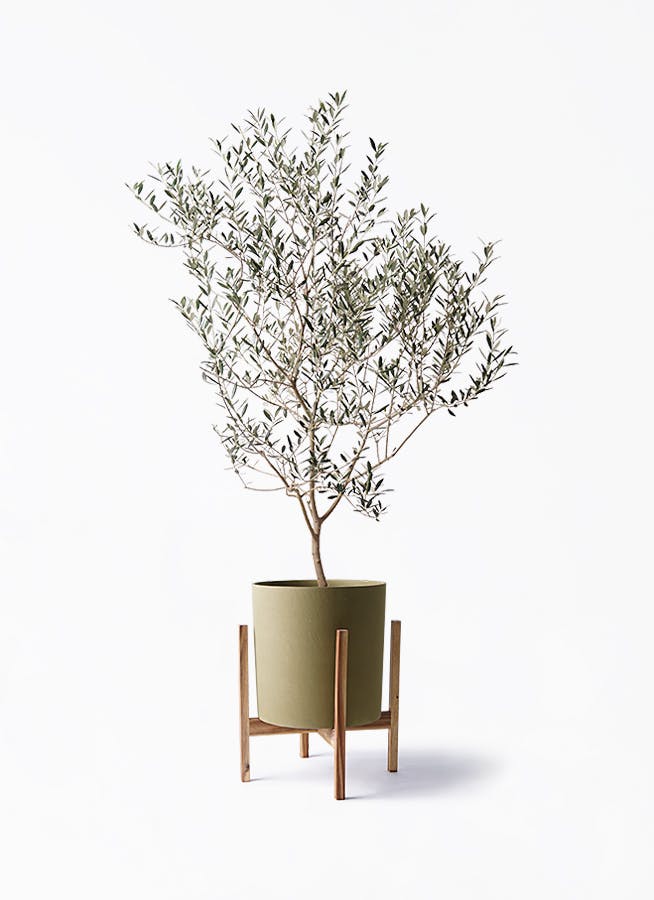 希少　オリーブの木　カヨンヌ 希少 オリーブの木 カヨンヌ オリーブの苗☆カヨンヌ シルバーリーフが