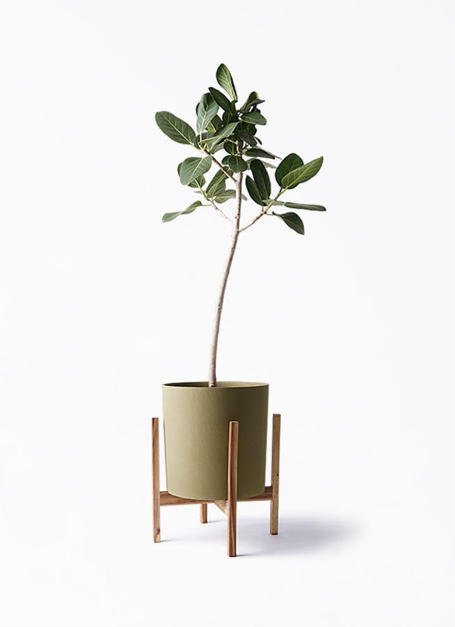 現品】フィカス・ベンガレンシス 8号 曲がり 紺鉢（1）Ficus benghalensis-