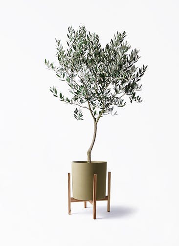 観葉植物 オリーブの木 8号 創樹 ホルスト シリンダー オリーブ ウッドポットスタンド付き